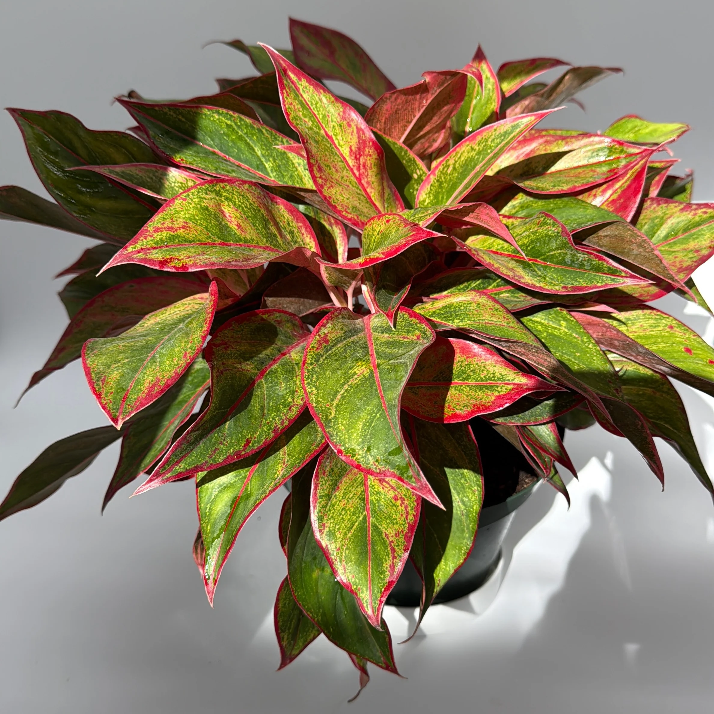 Aglaonema 'Siam Aurora' - Image 4