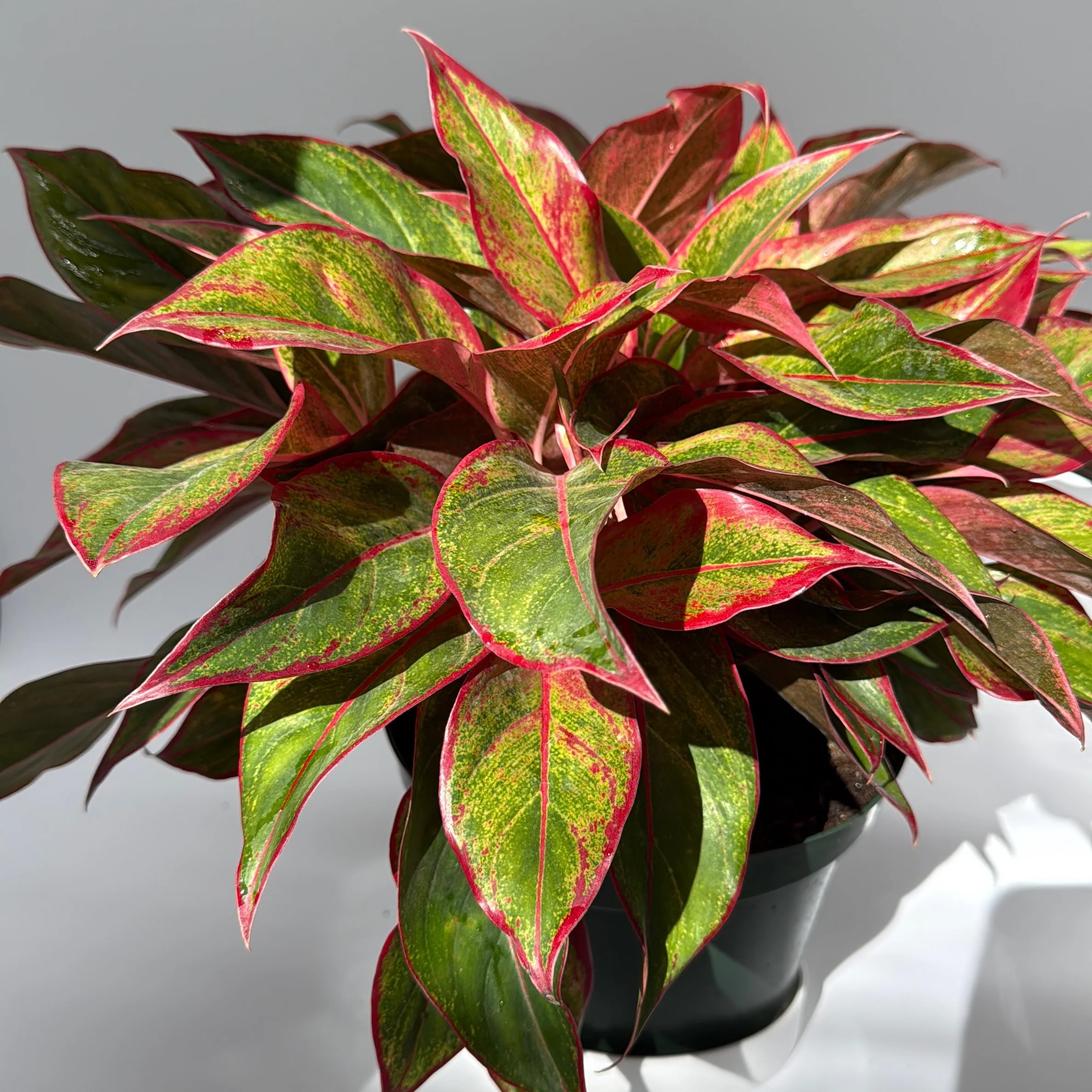 Aglaonema 'Siam Aurora' - Image 5