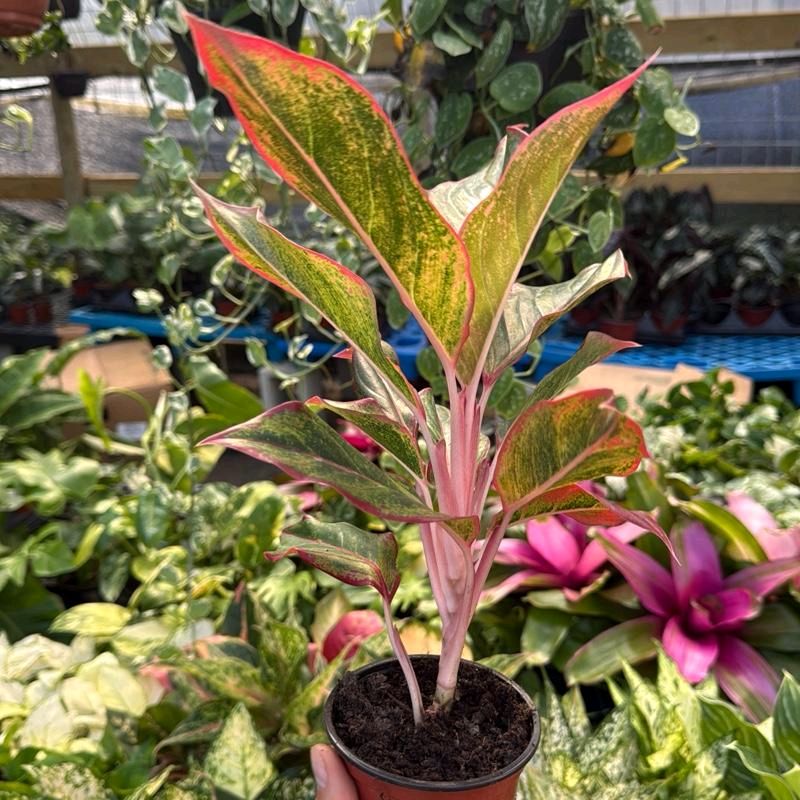 Aglaonema 'Siam Aurora' - Image 7