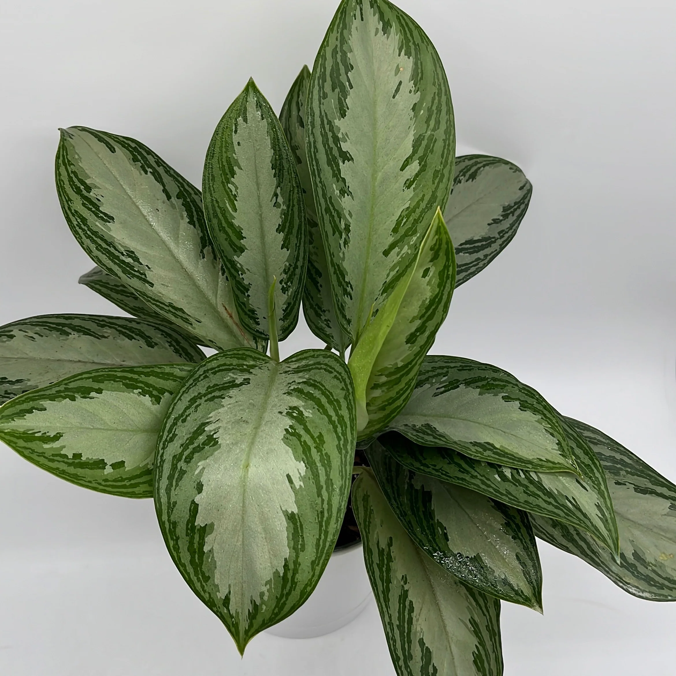 Aglaonema Silver Bay - Image 3