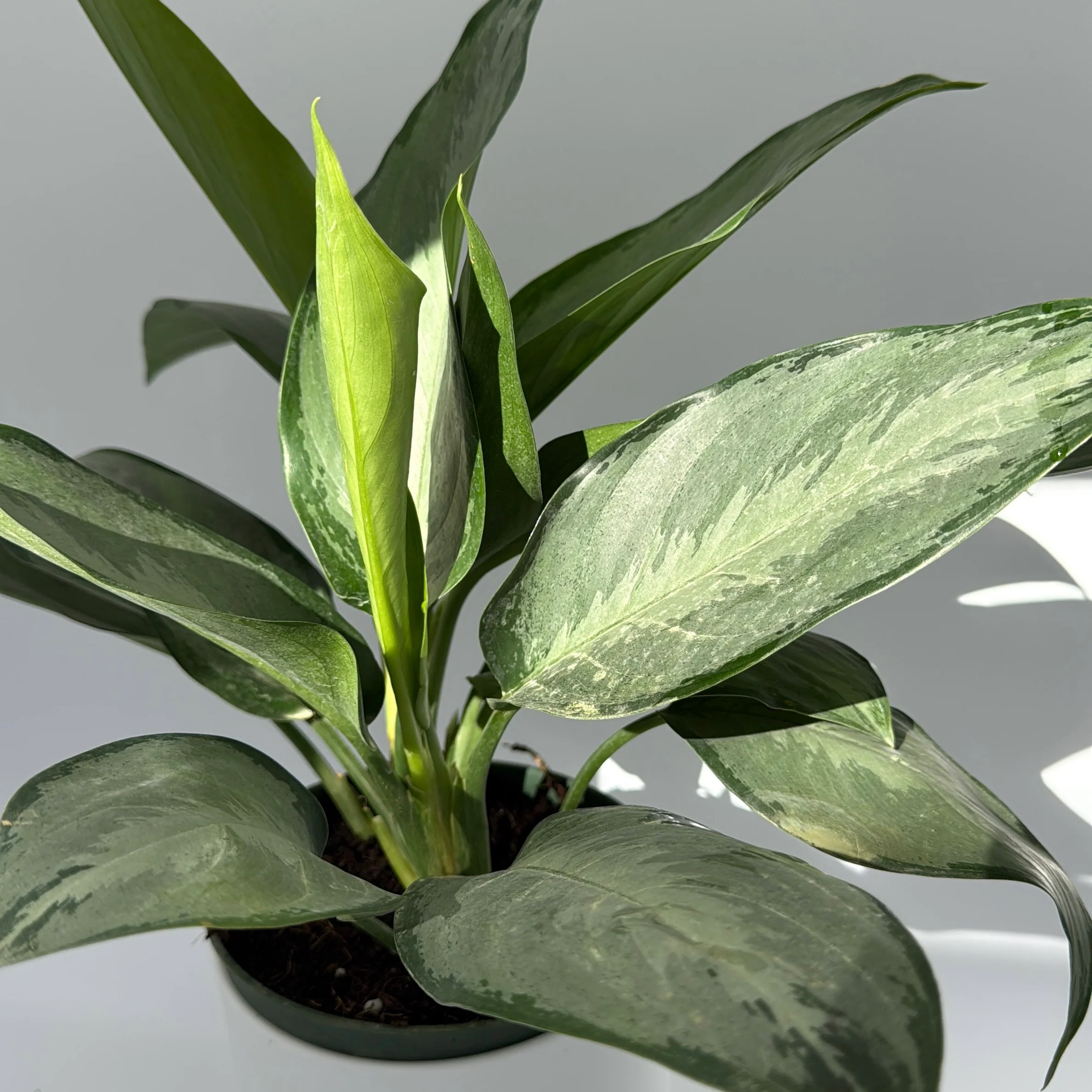 Aglaonema Silverado - Image 3