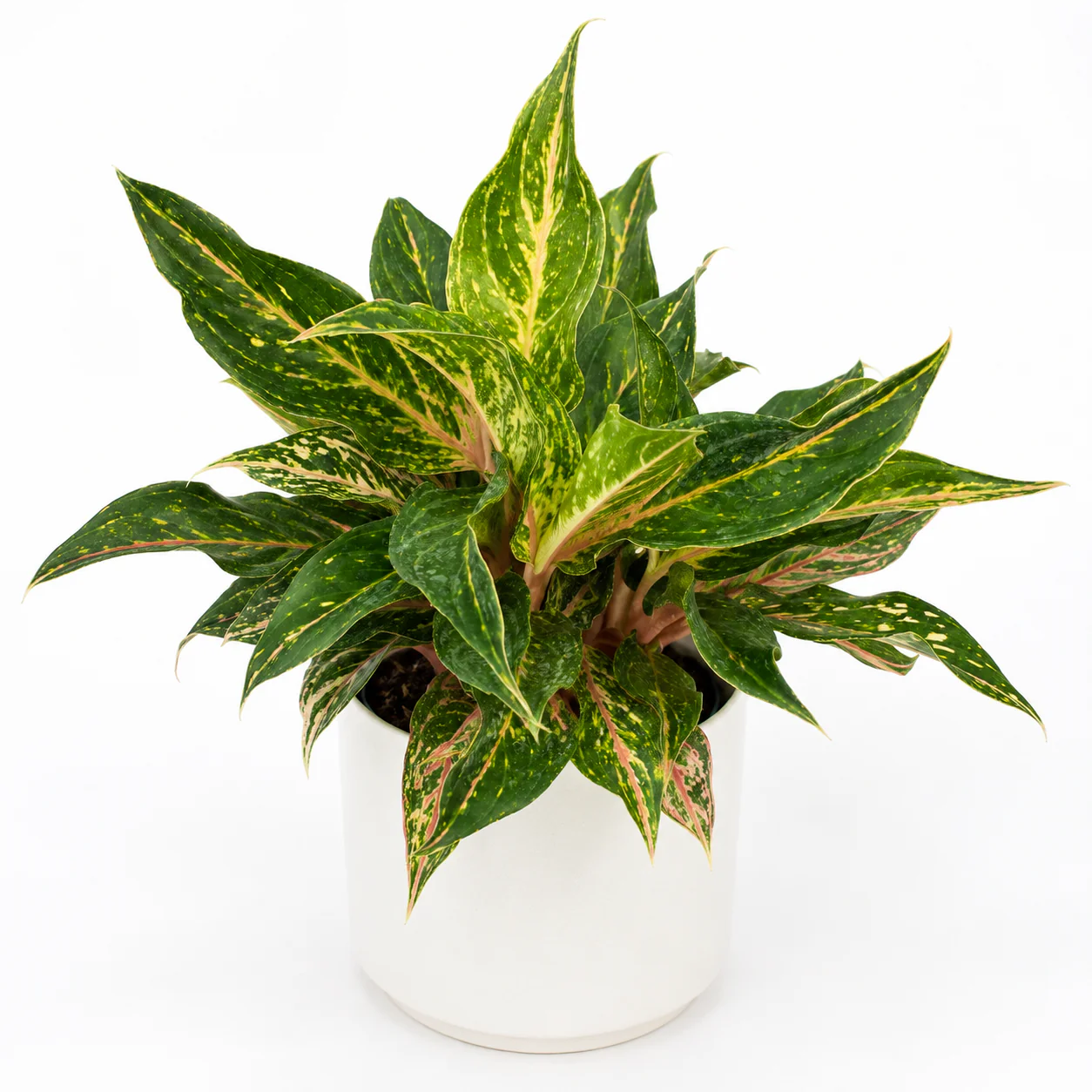 Aglaonema ‘Sparkling Sarah’
