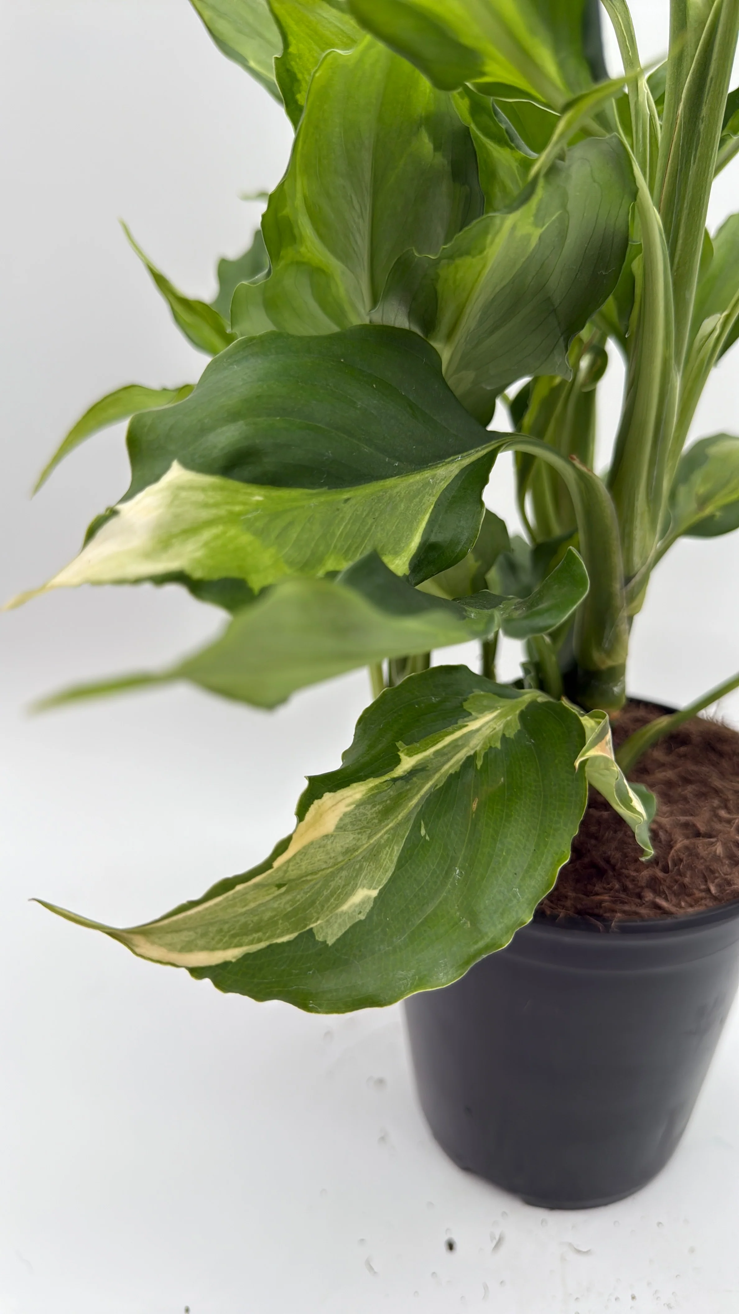 Aglaonema Spathonema 'Rio' - Image 2