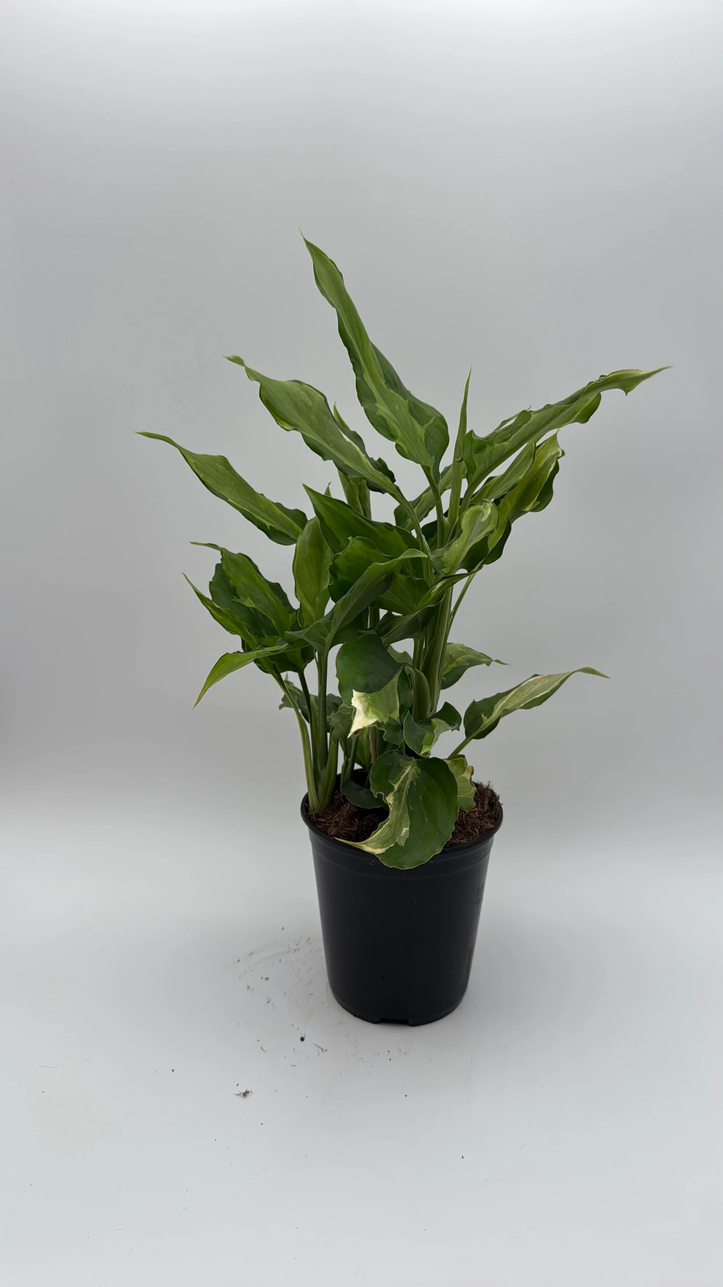 Aglaonema Spathonema 'Rio' - Image 3