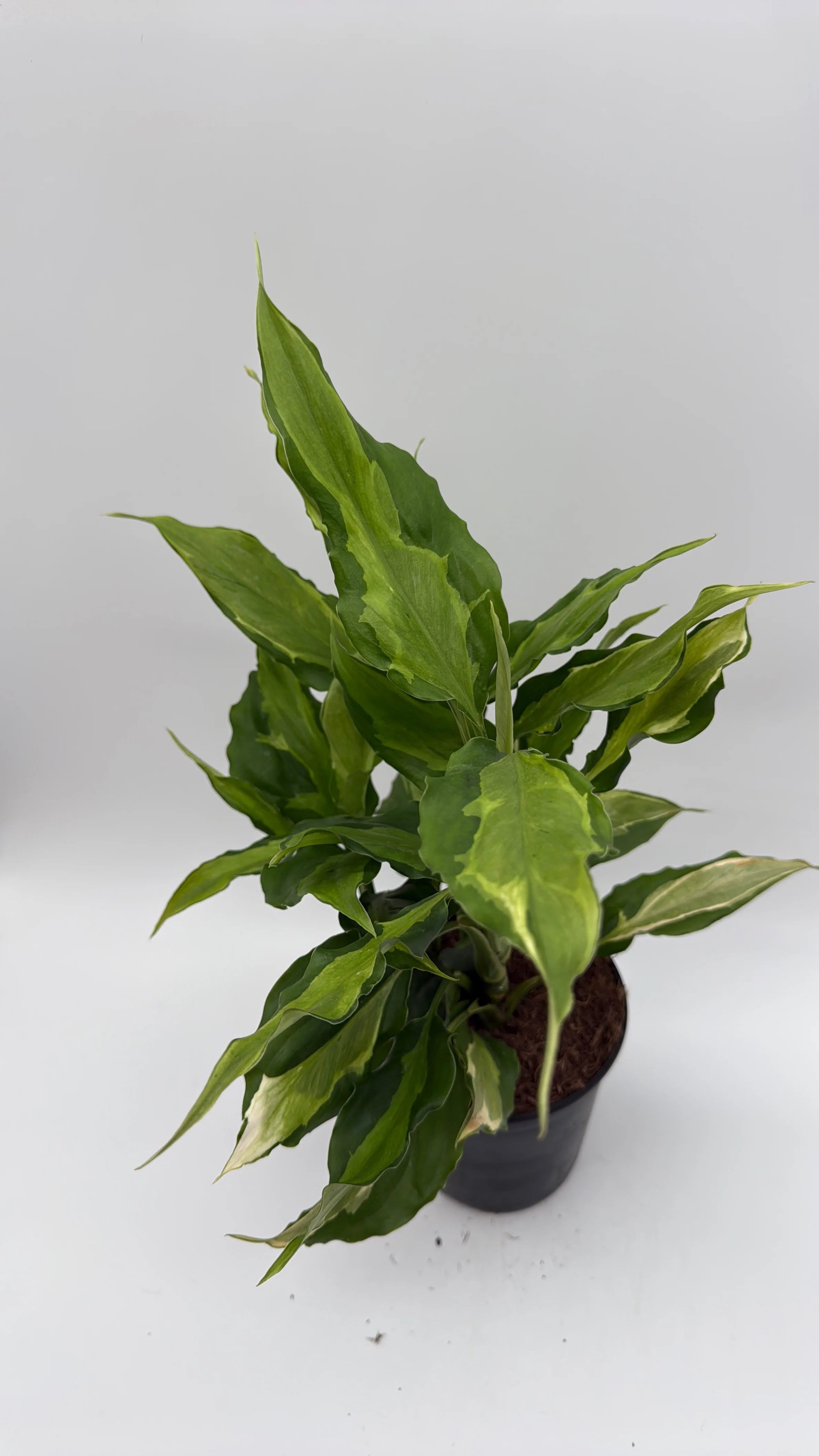 Aglaonema Spathonema 'Rio' - Image 4