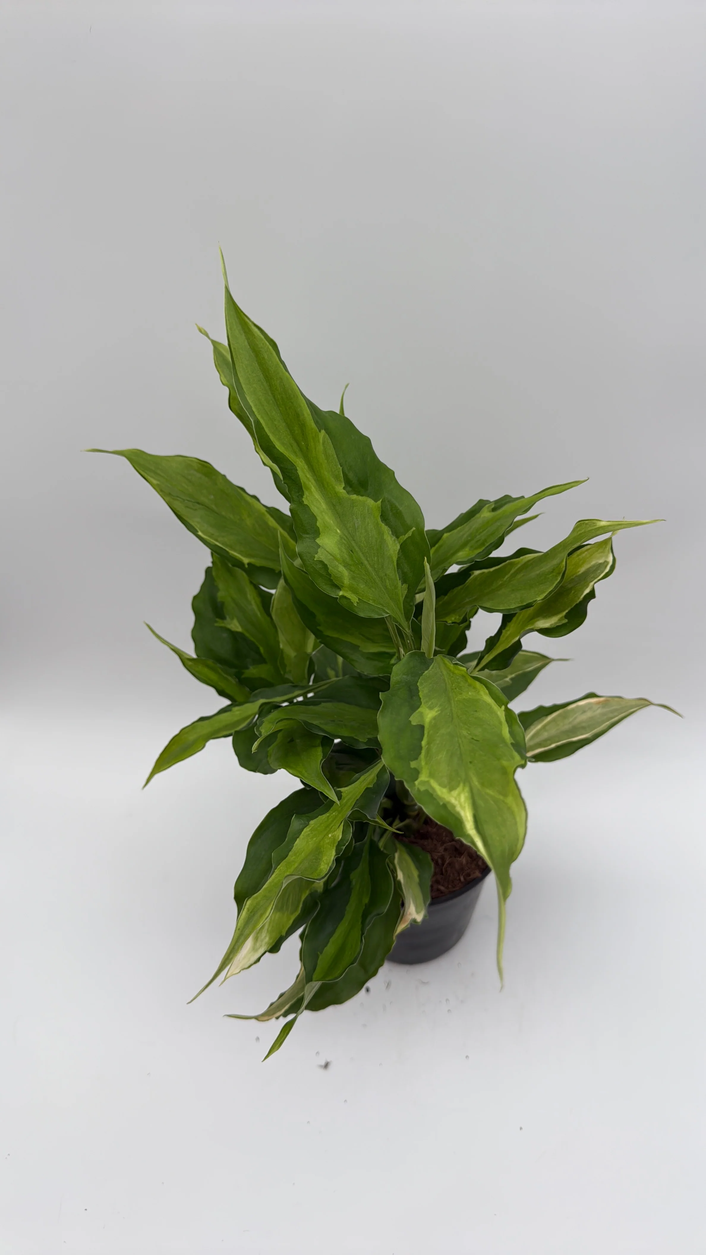 Aglaonema Spathonema 'Rio' - Image 5