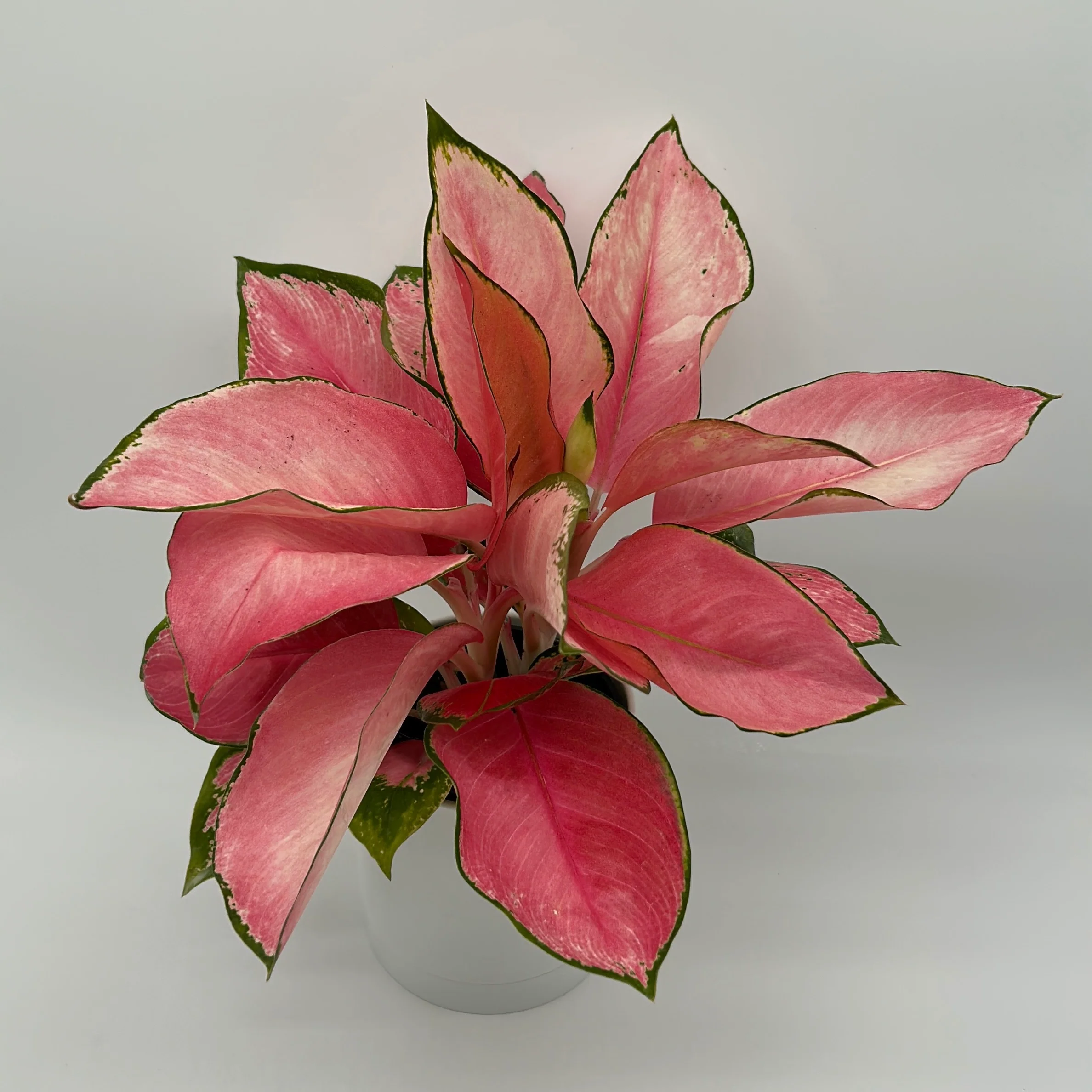 Aglaonema Suksom Jaipong - Image 3