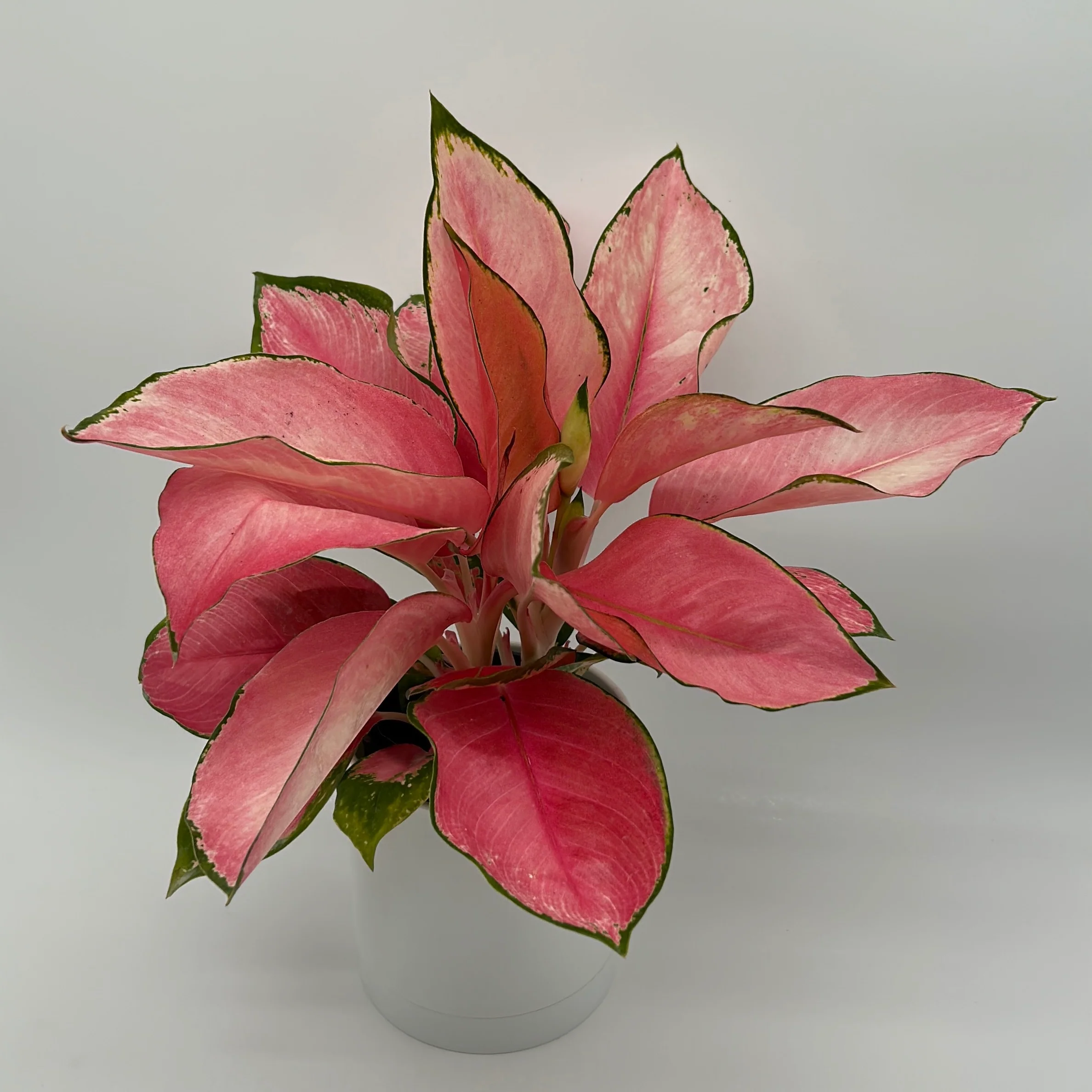 Aglaonema Suksom Jaipong - Image 4