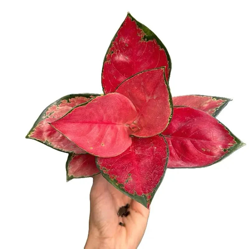 Aglaonema Suksom Jaipong - Image 5