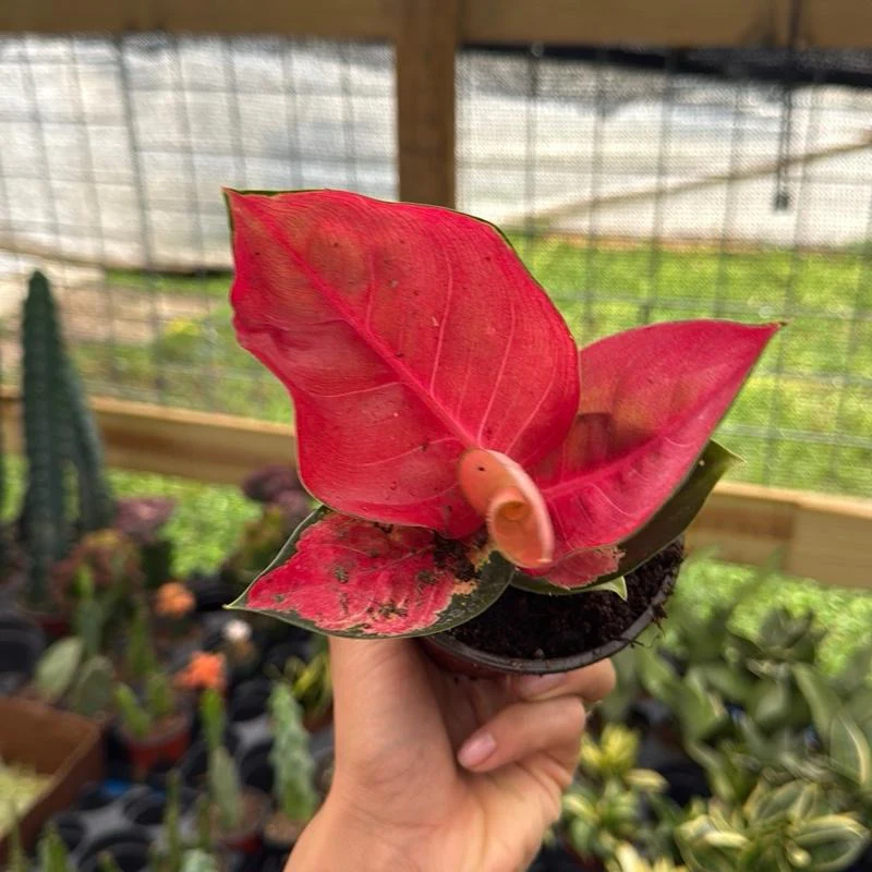 Aglaonema Suksom Jaipong - Image 6