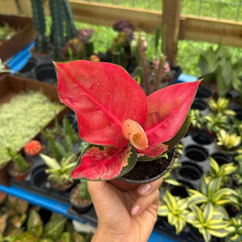 Aglaonema Suksom Jaipong - Image 7