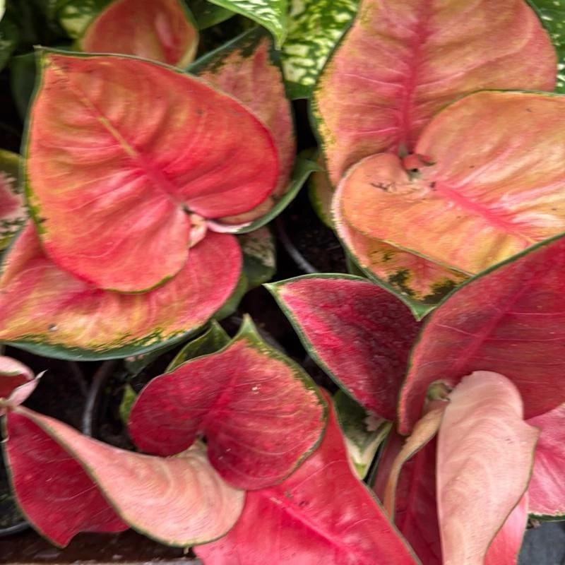 Aglaonema Suksom Jaipong - Image 8