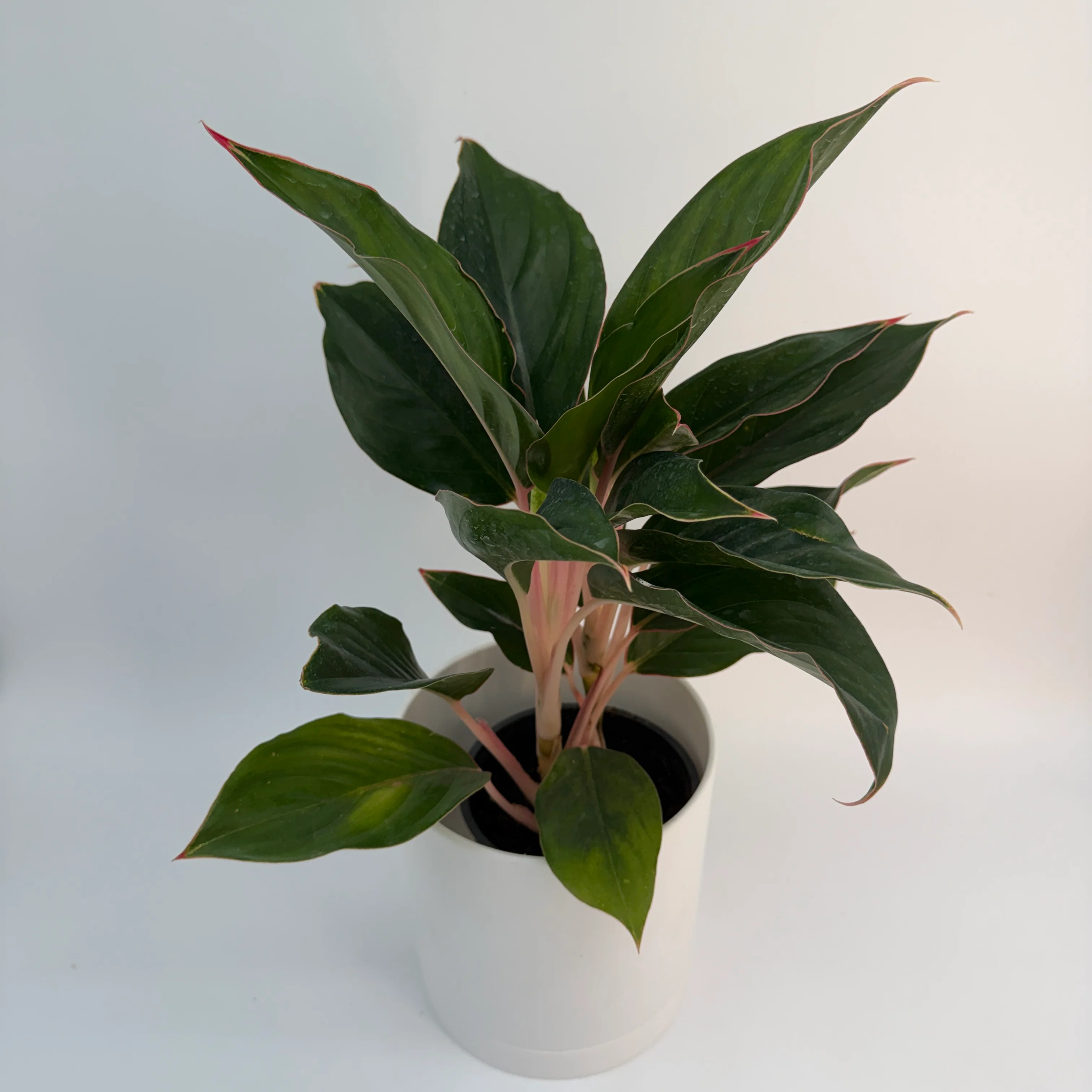 Aglaonema 'Suzanne' - Image 4