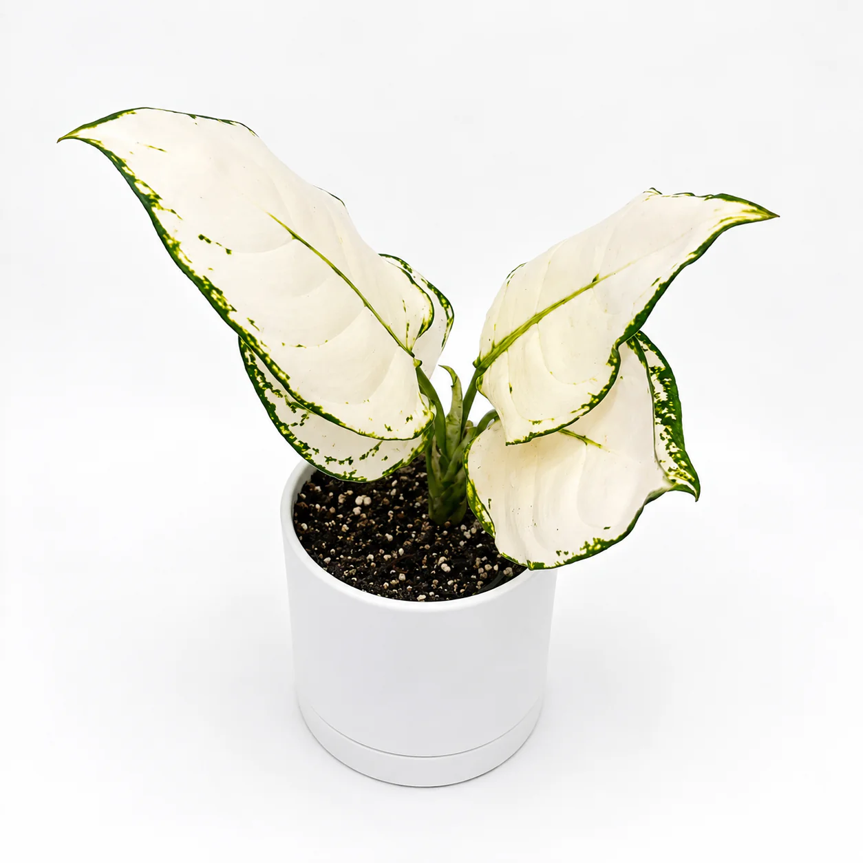 Aglaonema ‘White Snow’