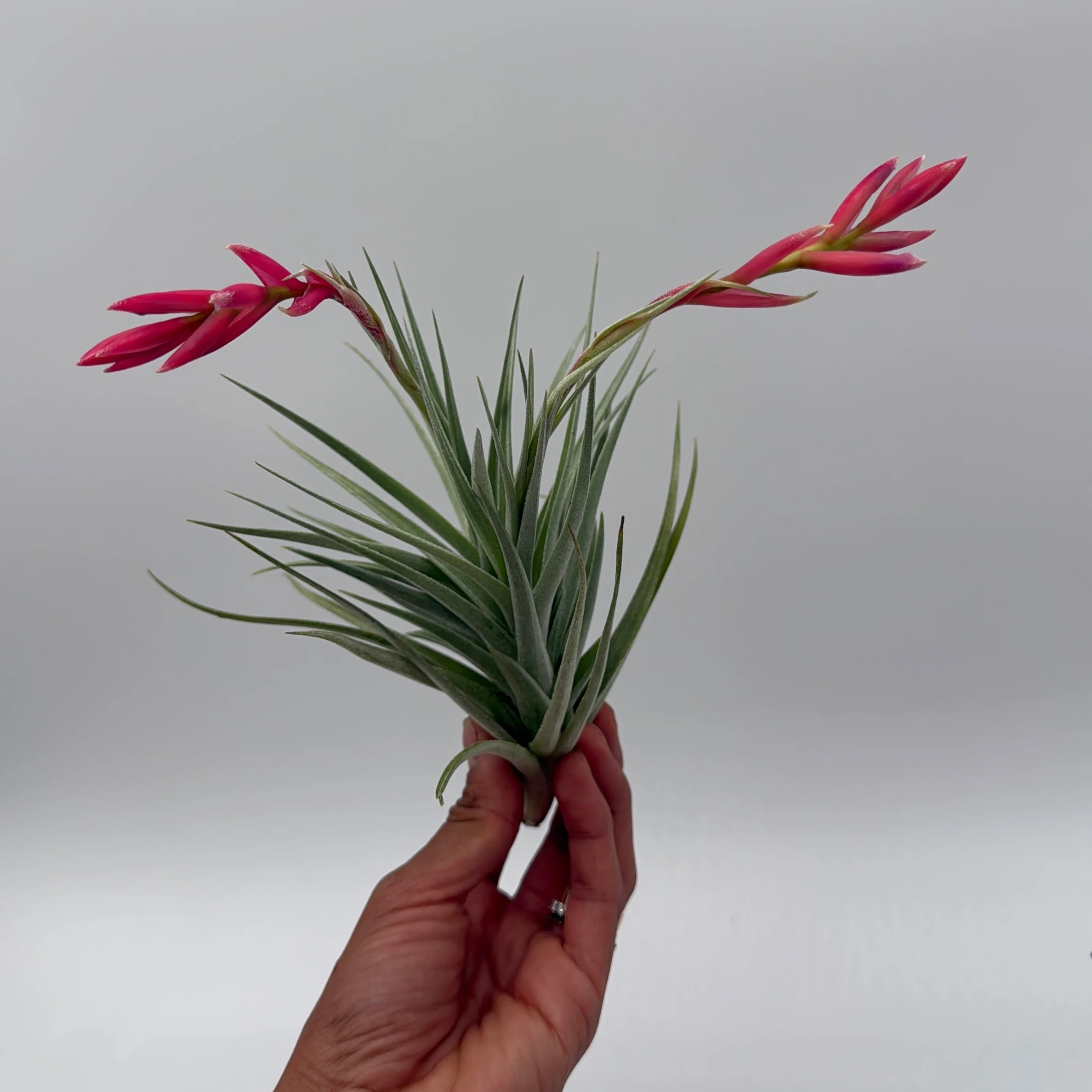 Air Plant Mystery Box - 4 Air Plants - Image 7