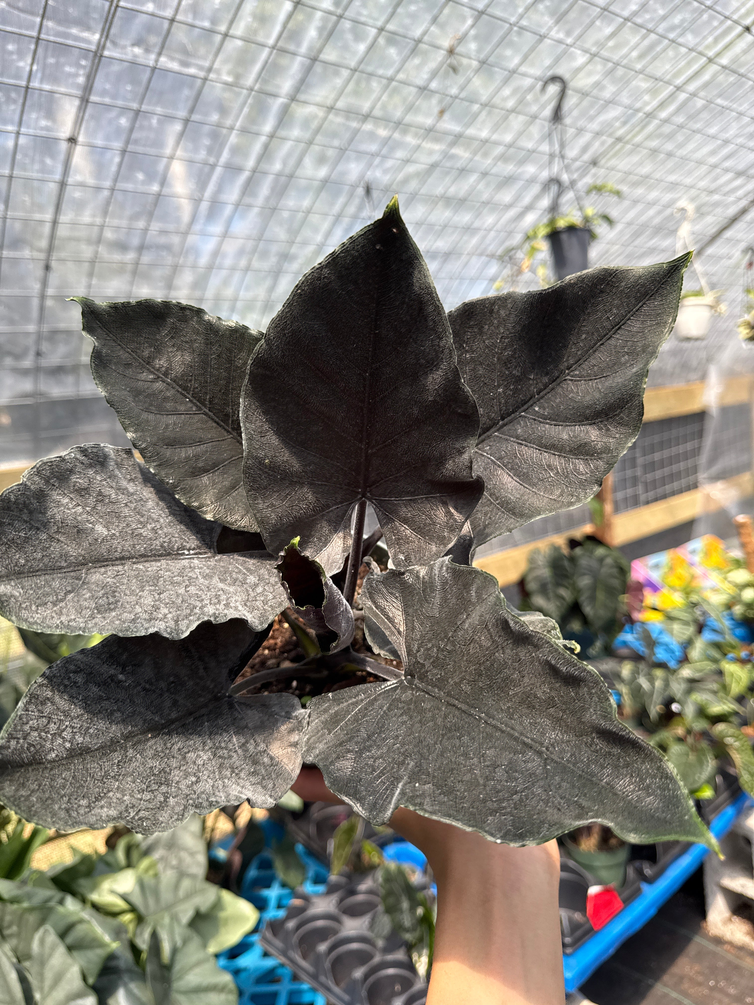 Alocasia Antoro Velvet - Image 2