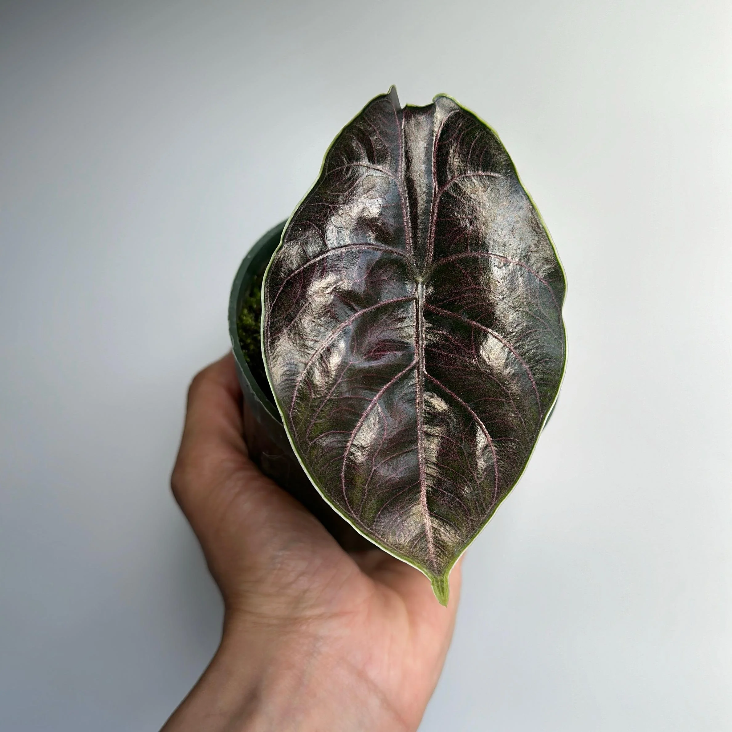 Alocasia Azlanii