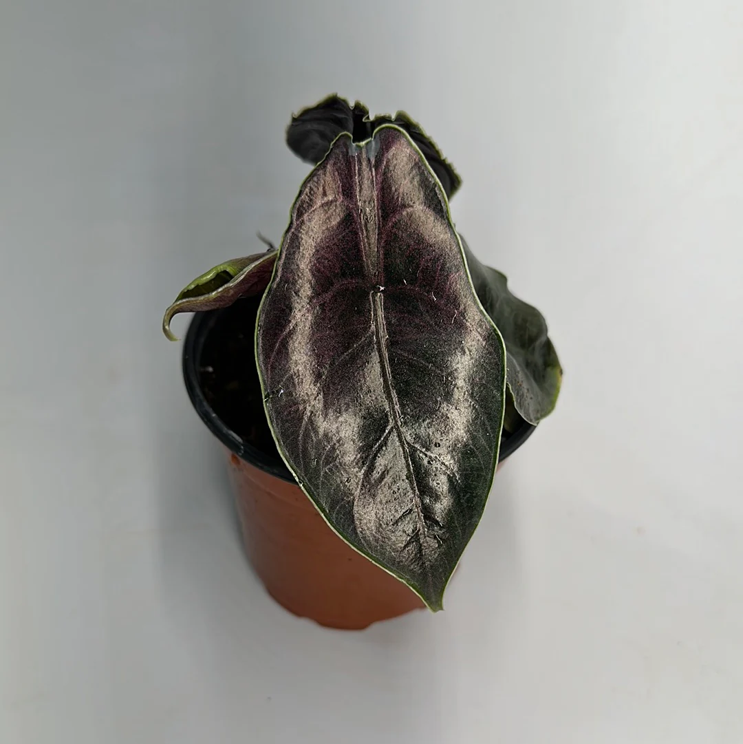 Alocasia Azlanii - Image 2