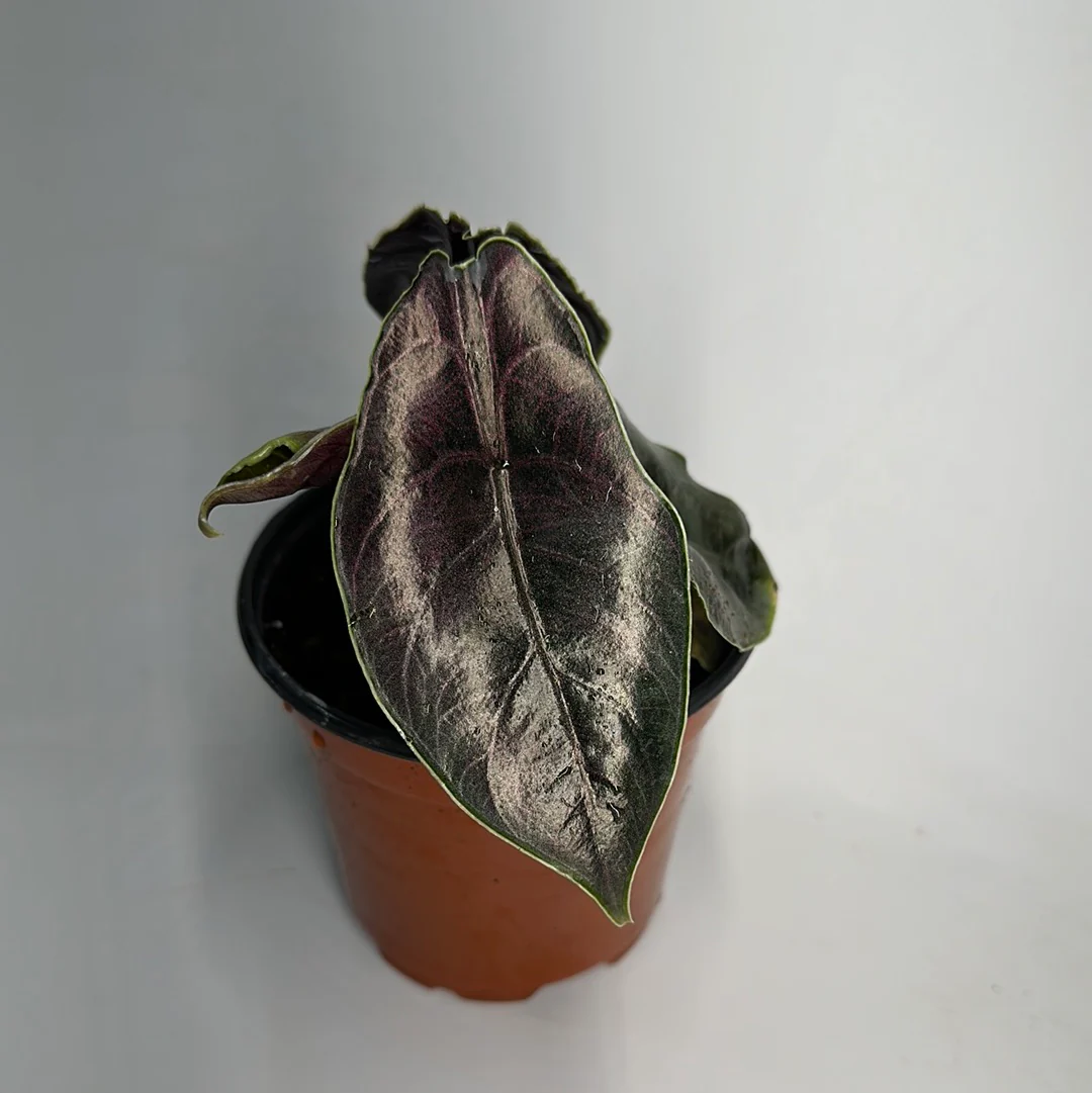 Alocasia Azlanii - Image 3