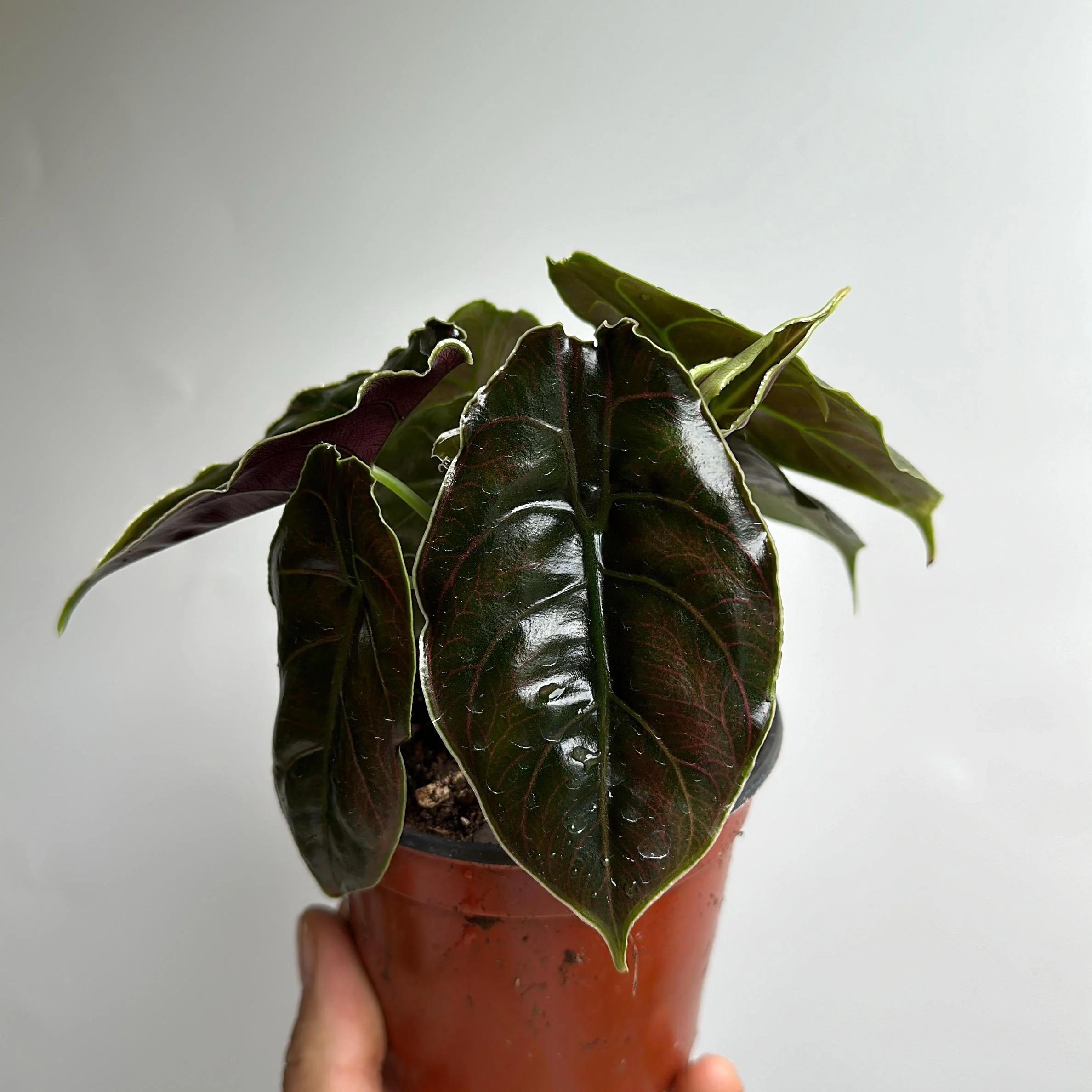 Alocasia Azlanii - Image 4