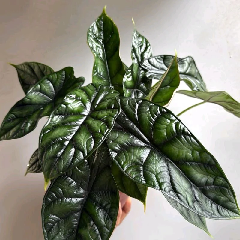 Alocasia Baginda 'Dragon Scale' - Image 10