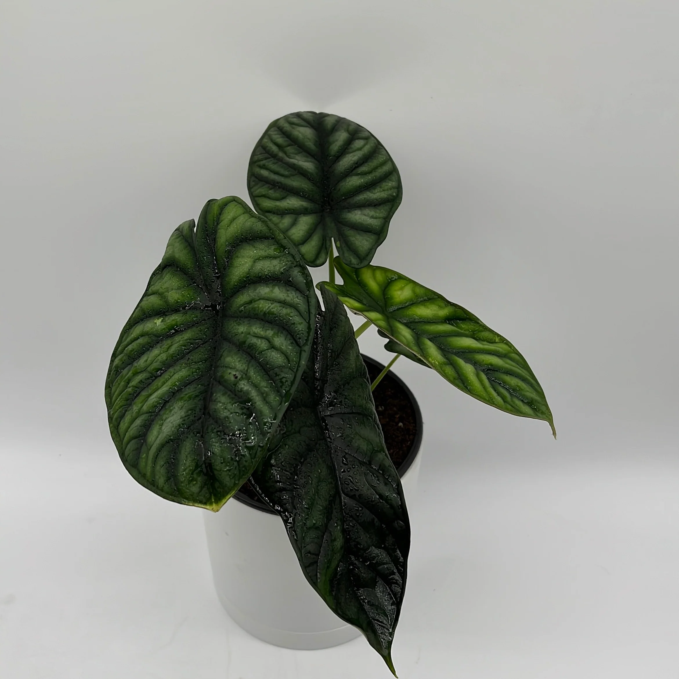 Alocasia Baginda 'Dragon Scale' - Image 3