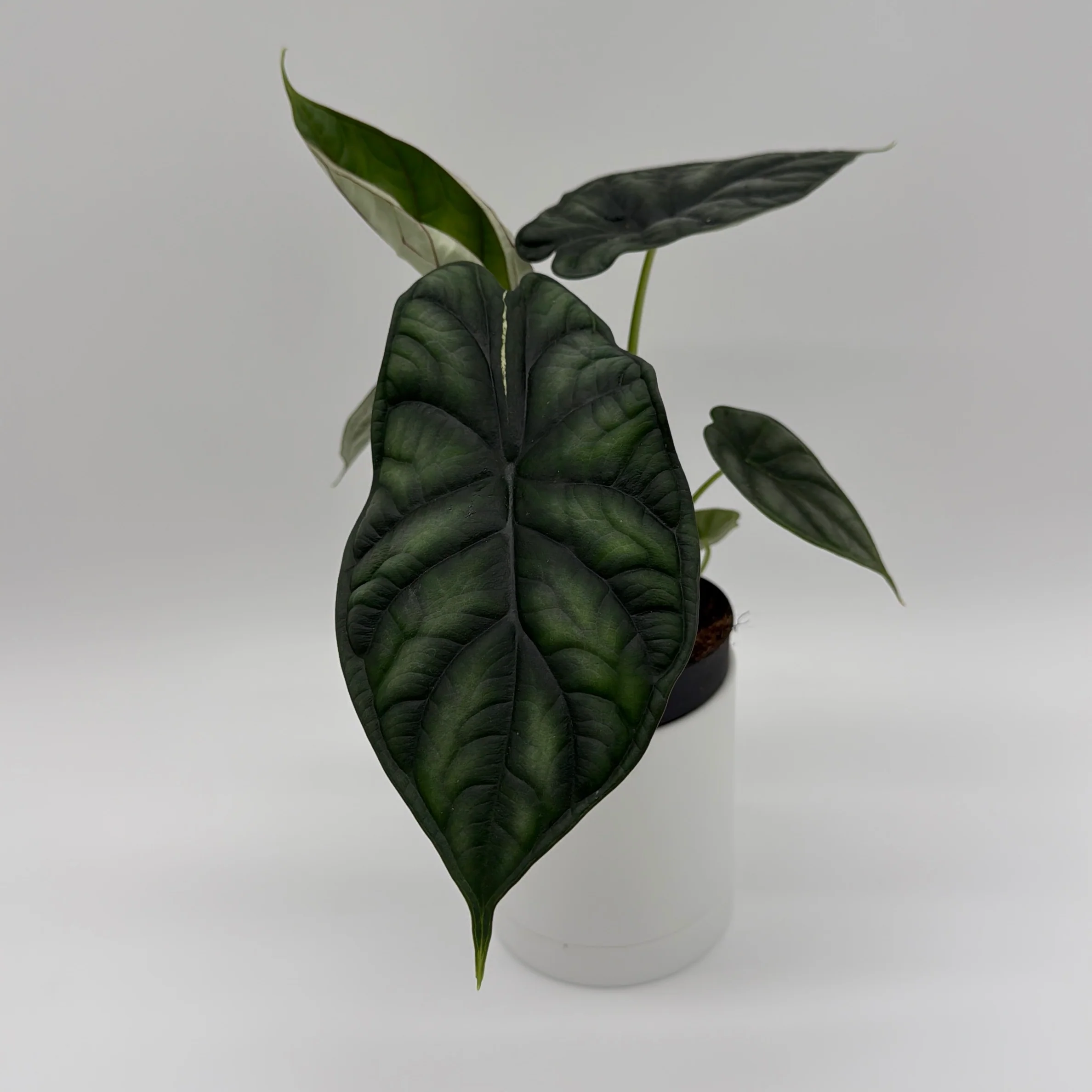 Alocasia Baginda 'Dragon Scale' - Image 4