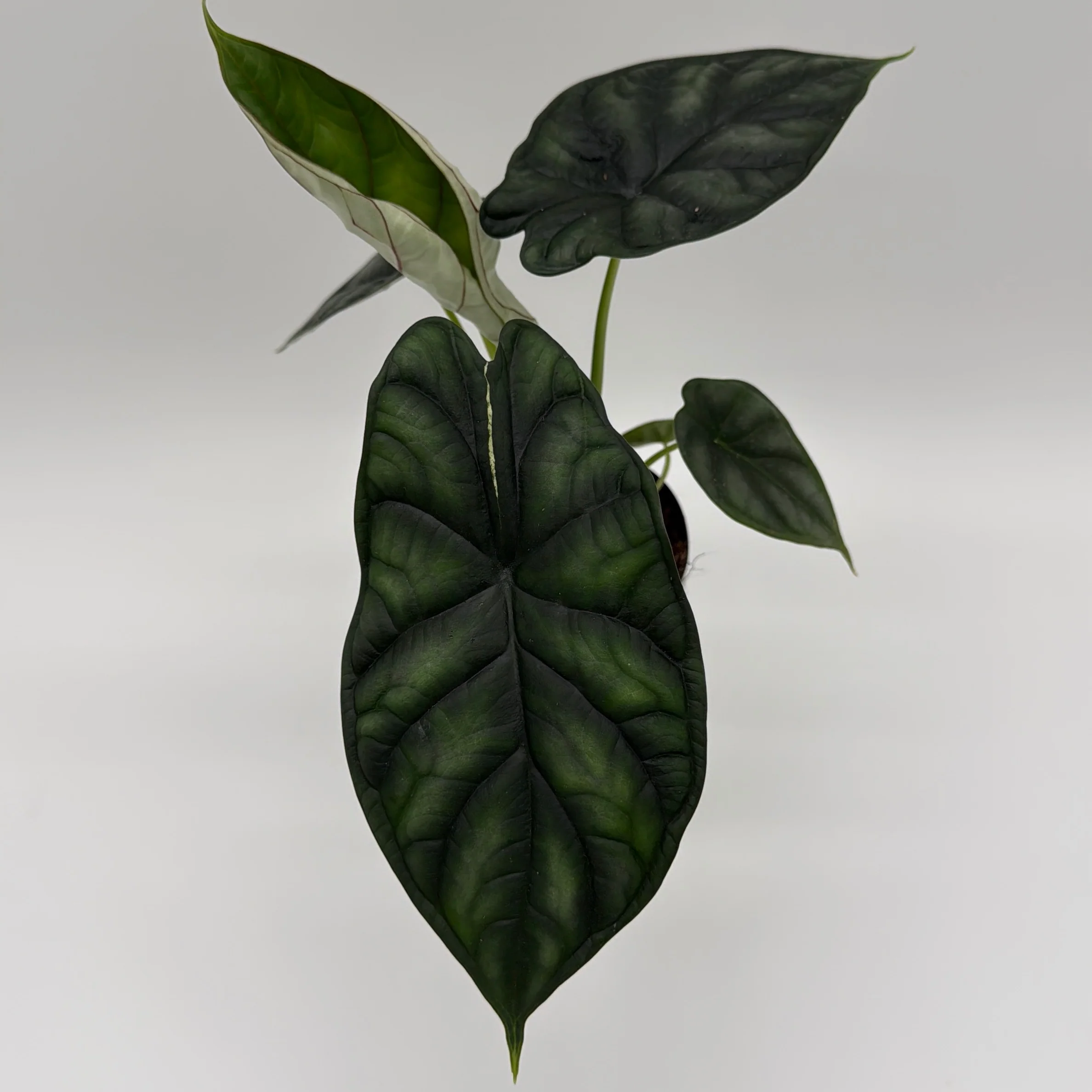 Alocasia Baginda 'Dragon Scale' - Image 5