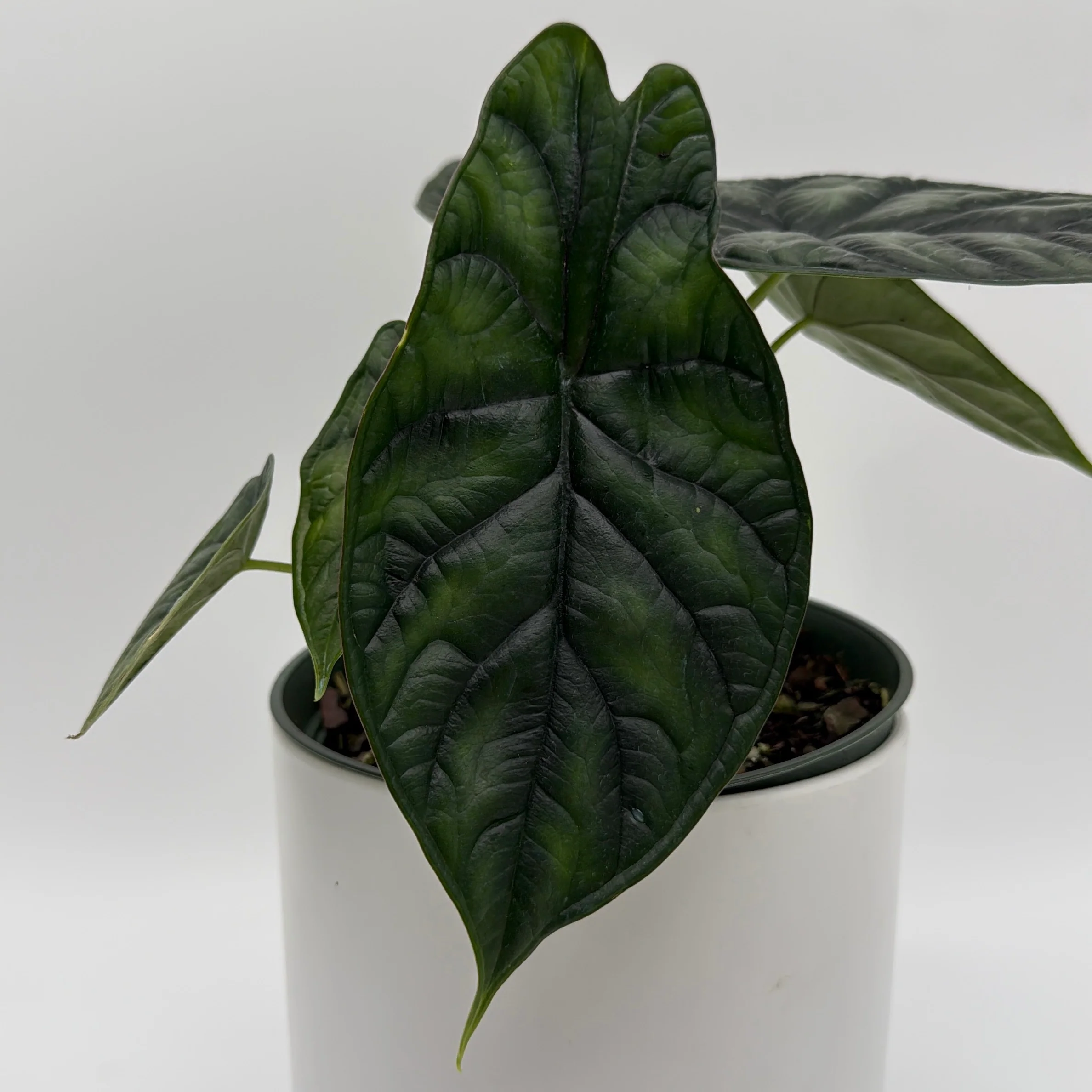 Alocasia Baginda 'Dragon Scale' - Image 6