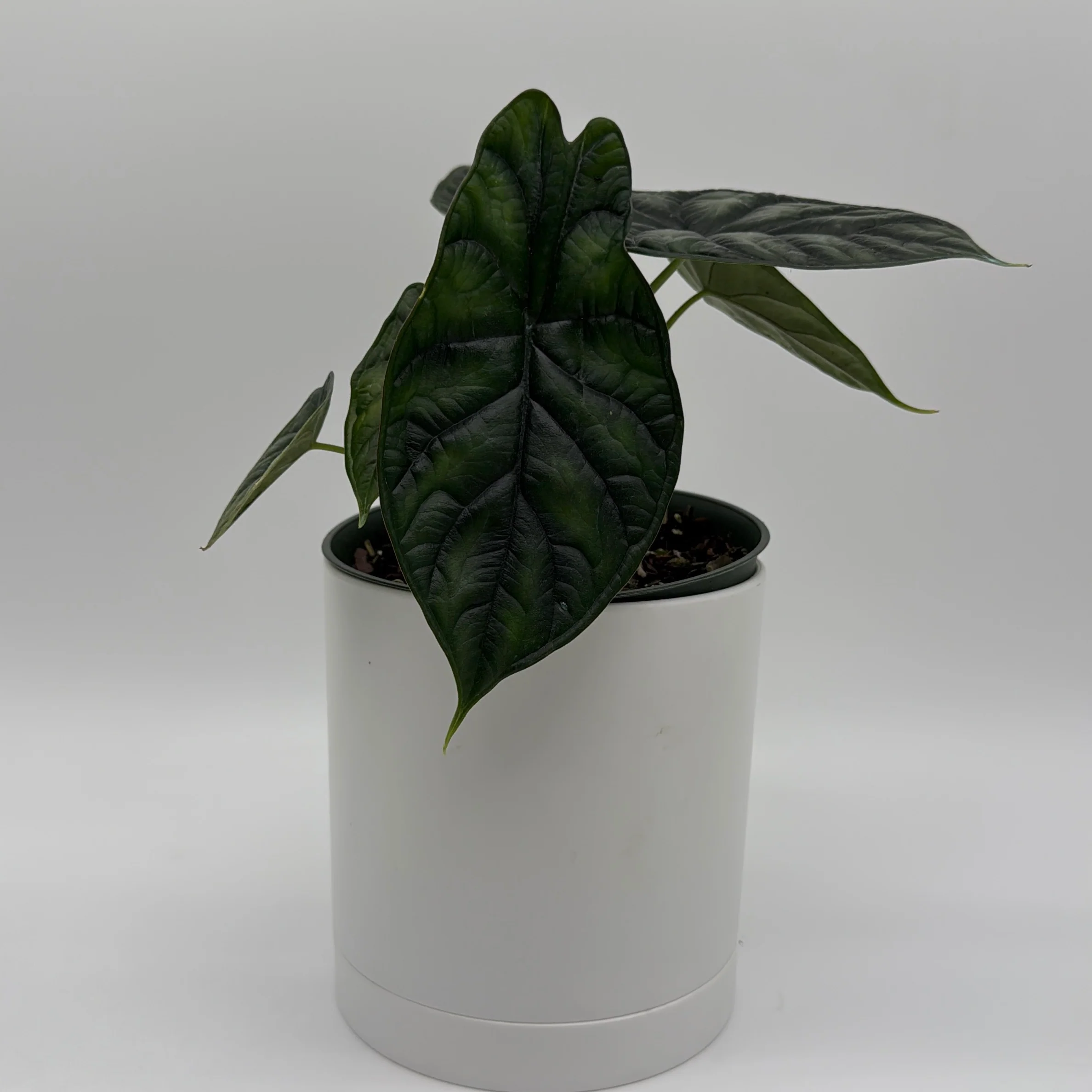 Alocasia Baginda 'Dragon Scale' - Image 7