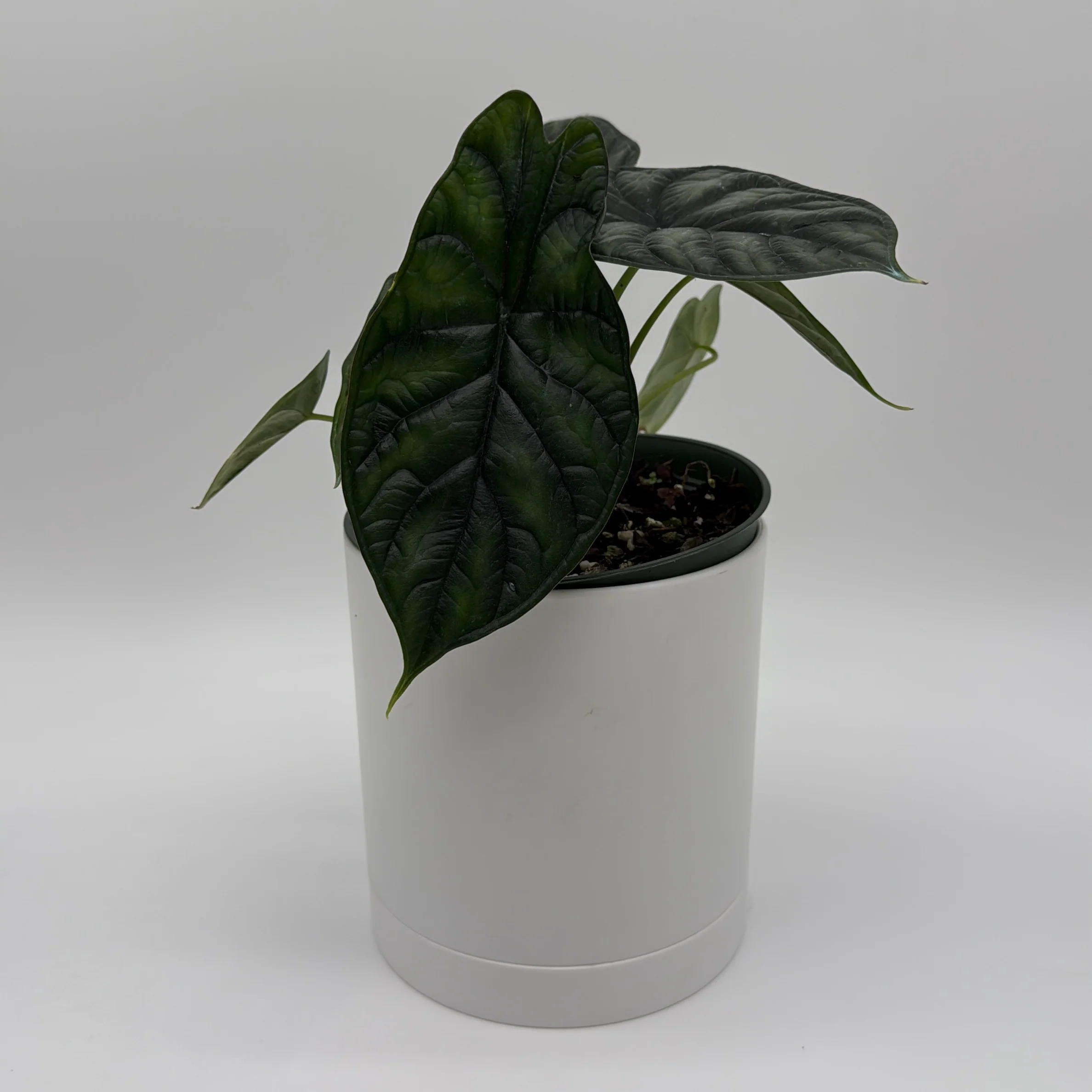 Alocasia Baginda 'Dragon Scale' - Image 8