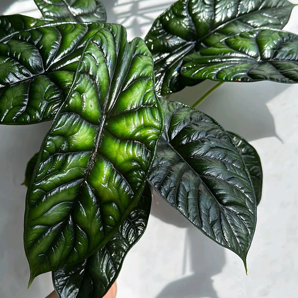 Alocasia Baginda 'Dragon Scale' - Image 9