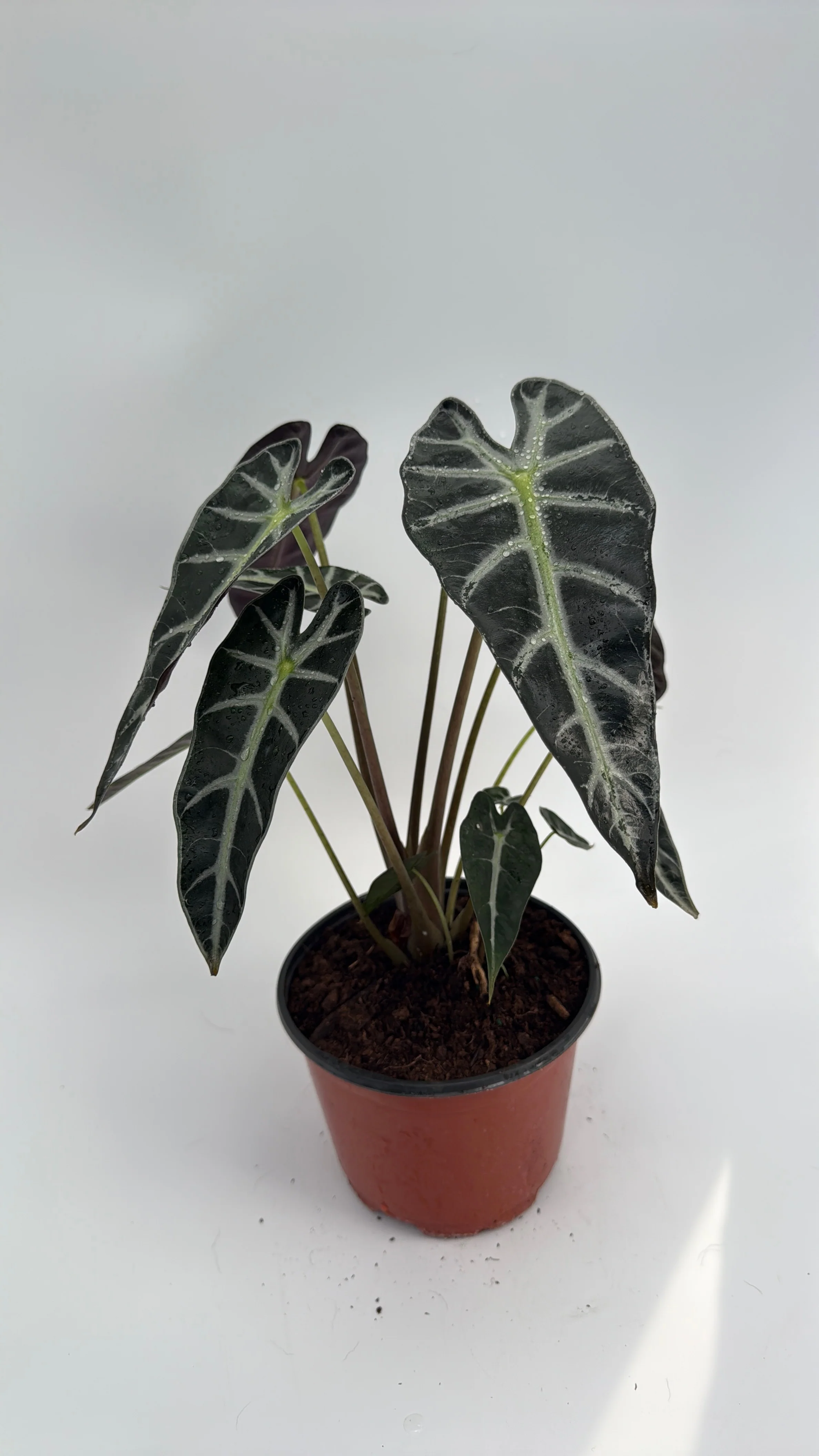 Alocasia Bambino