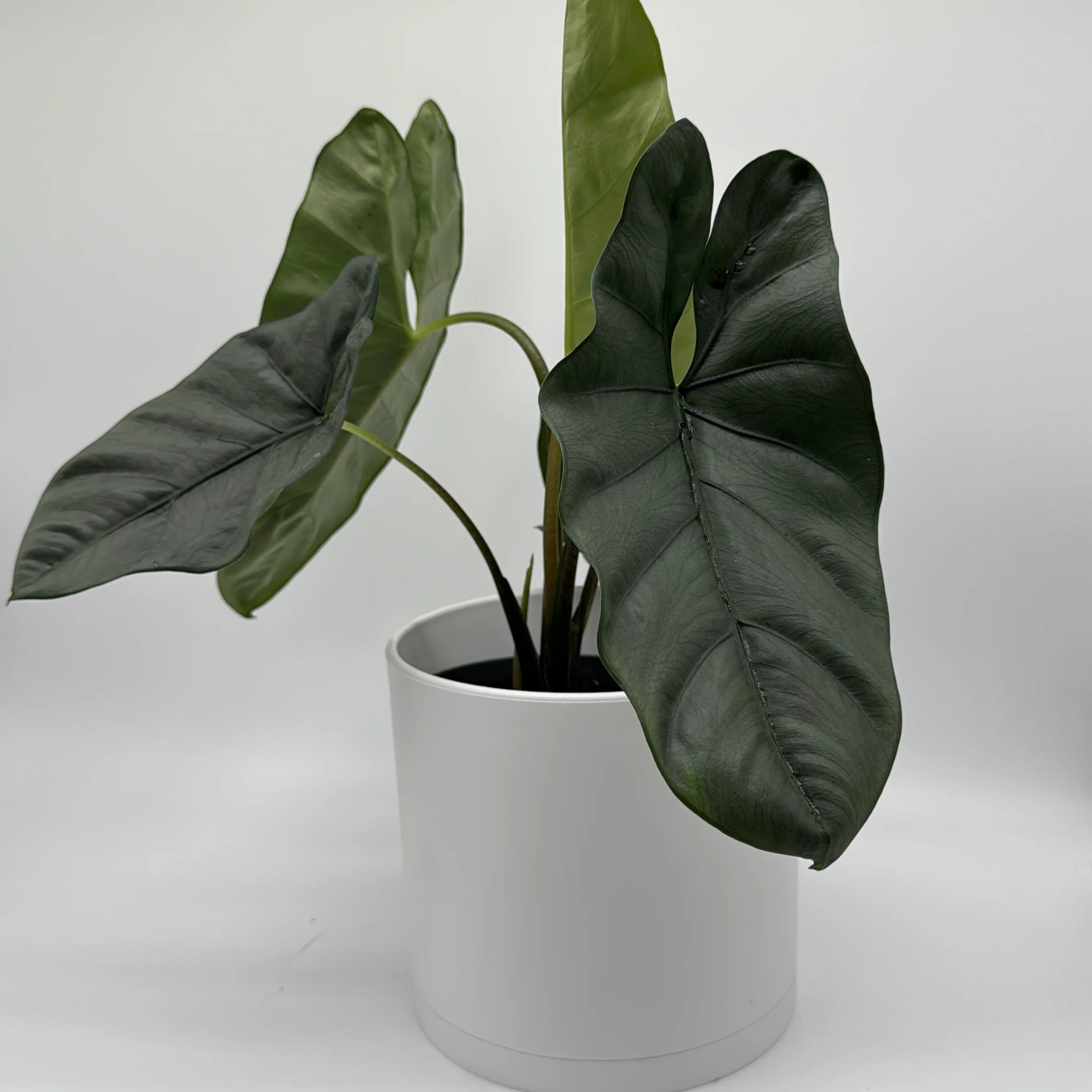 Alocasia Corazon - Image 3