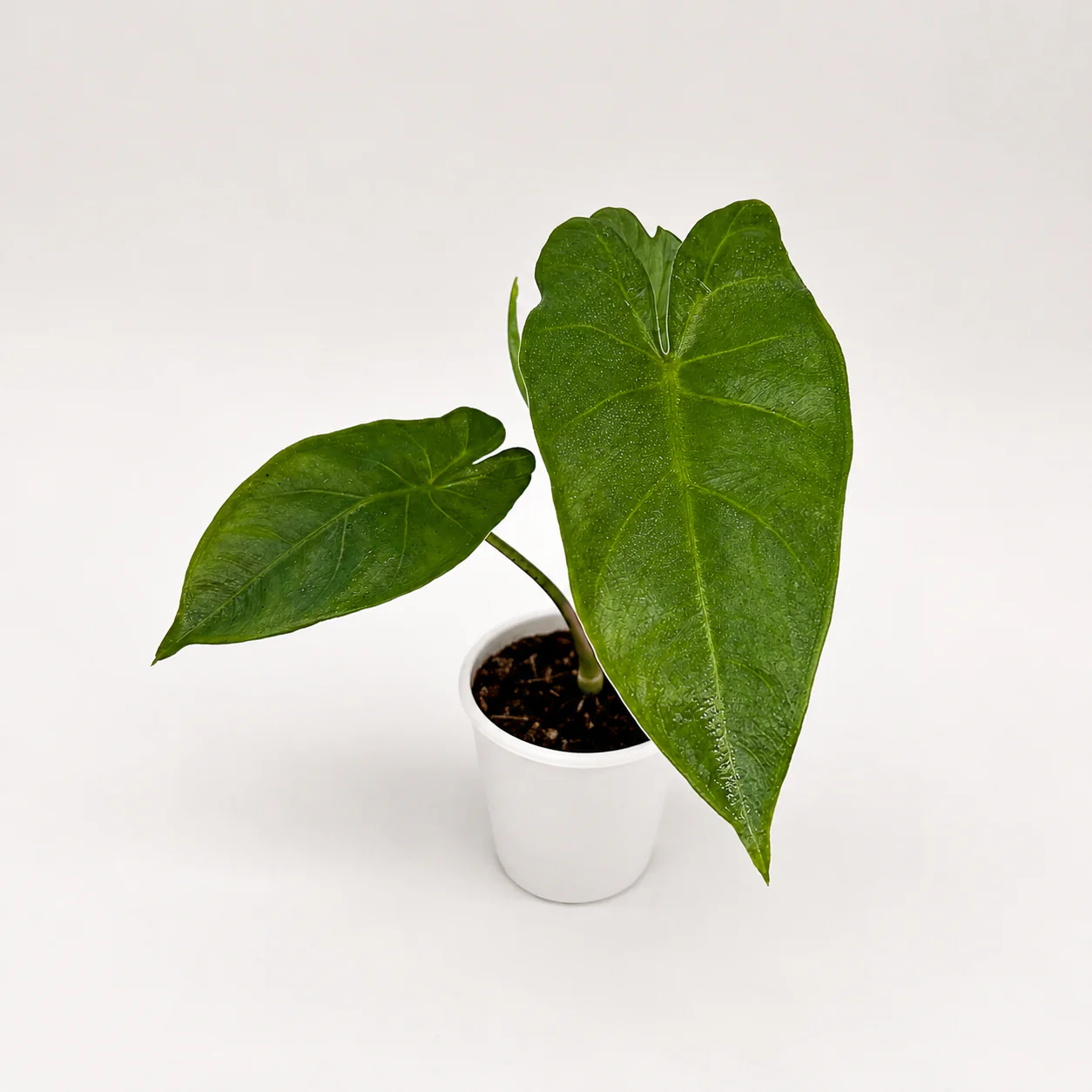 Alocasia Corazon - Image 4