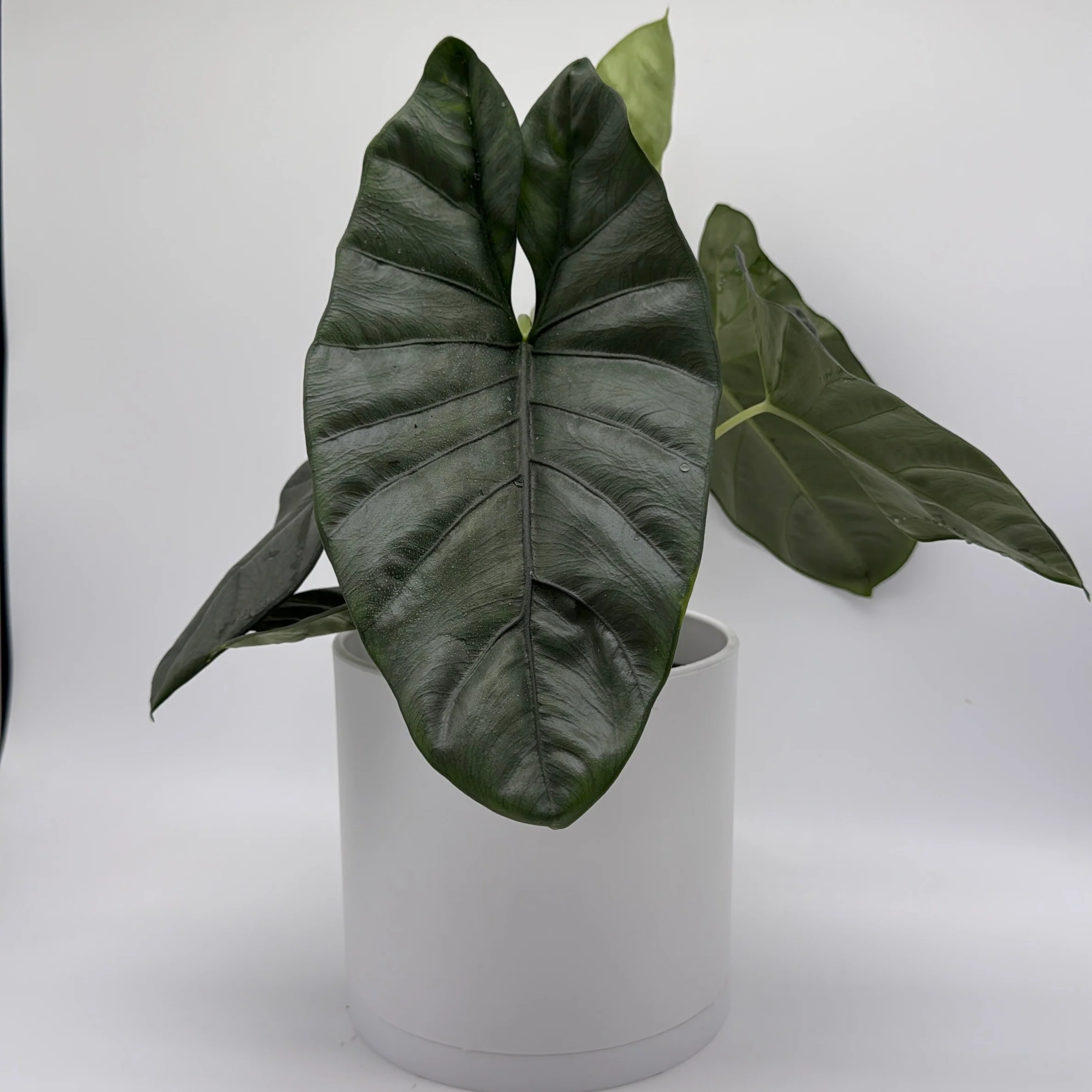Alocasia Corazon - Image 6