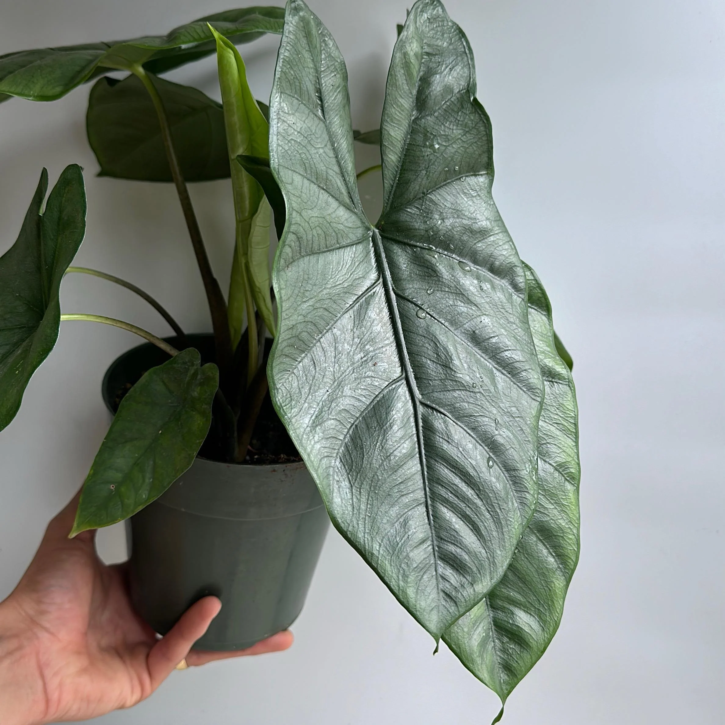 Alocasia Corazon - Image 7