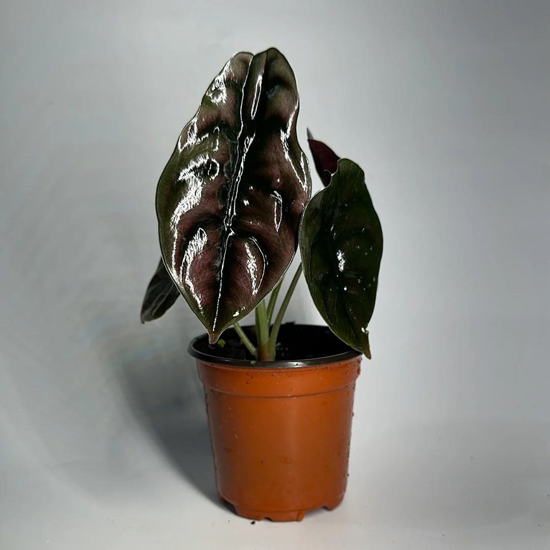 Alocasia Cuprea - Image 2
