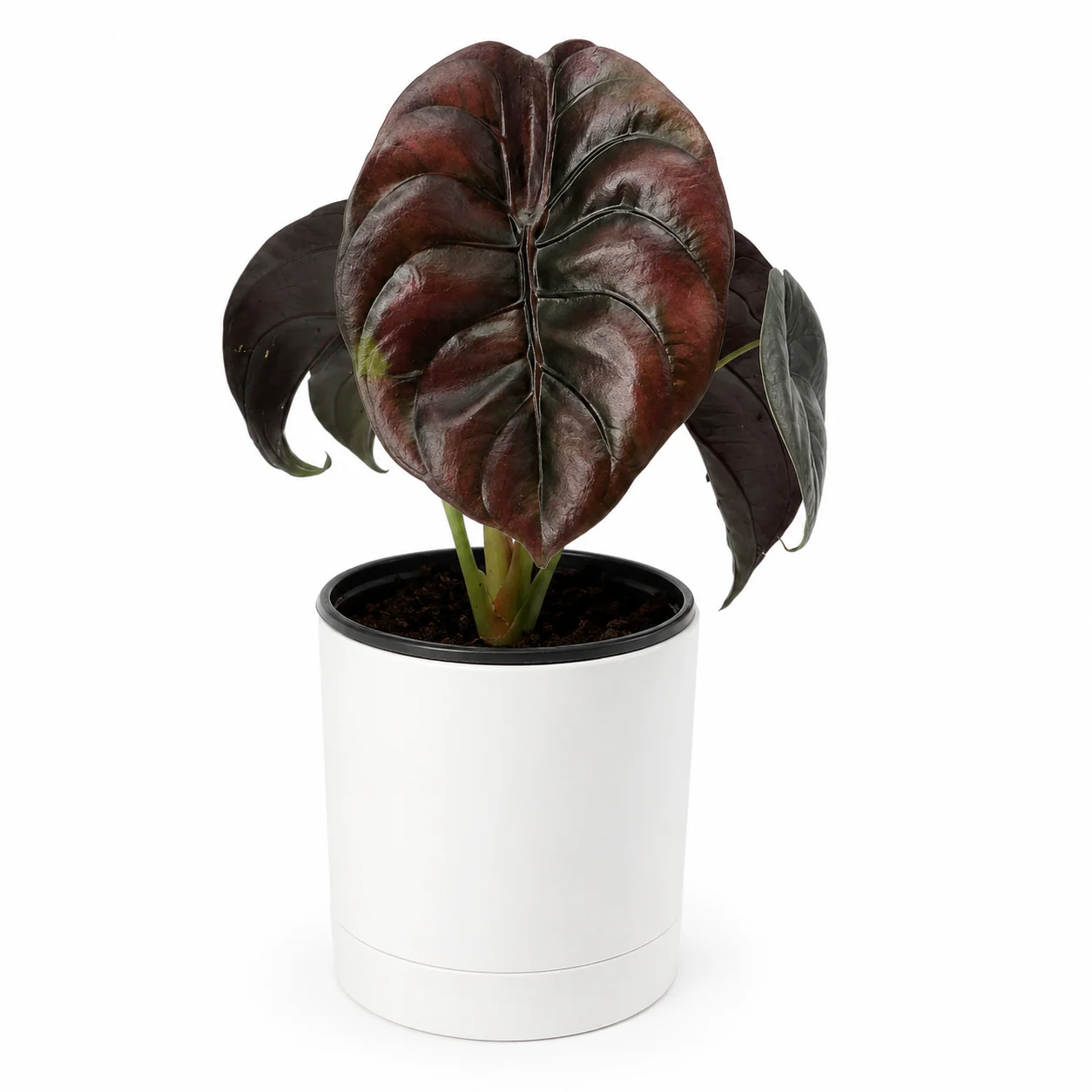 Alocasia Cuprea Red Secret