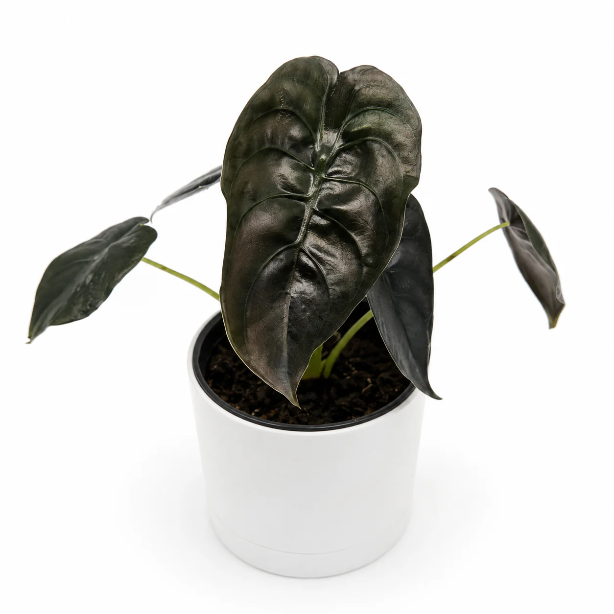 Alocasia Cuprea Red Secret - Image 2