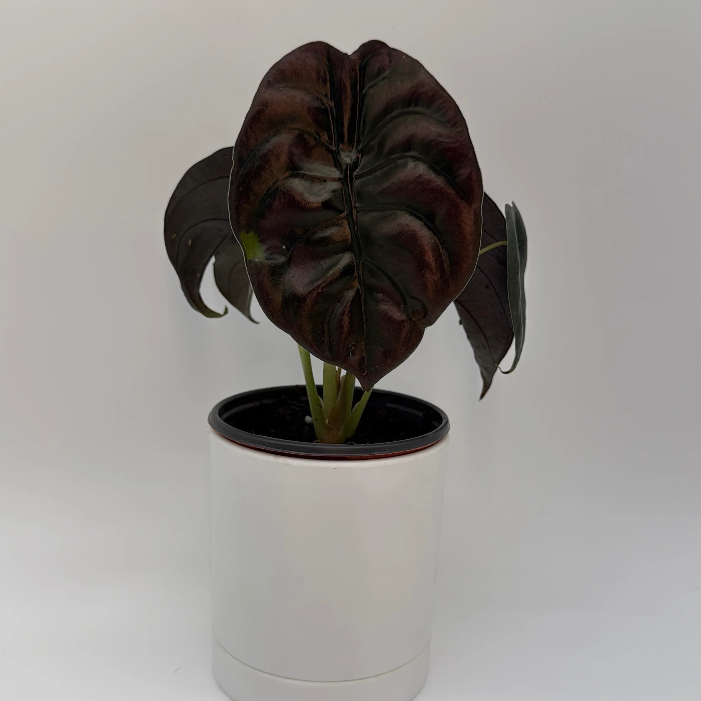 Alocasia Cuprea Red Secret - Image 3