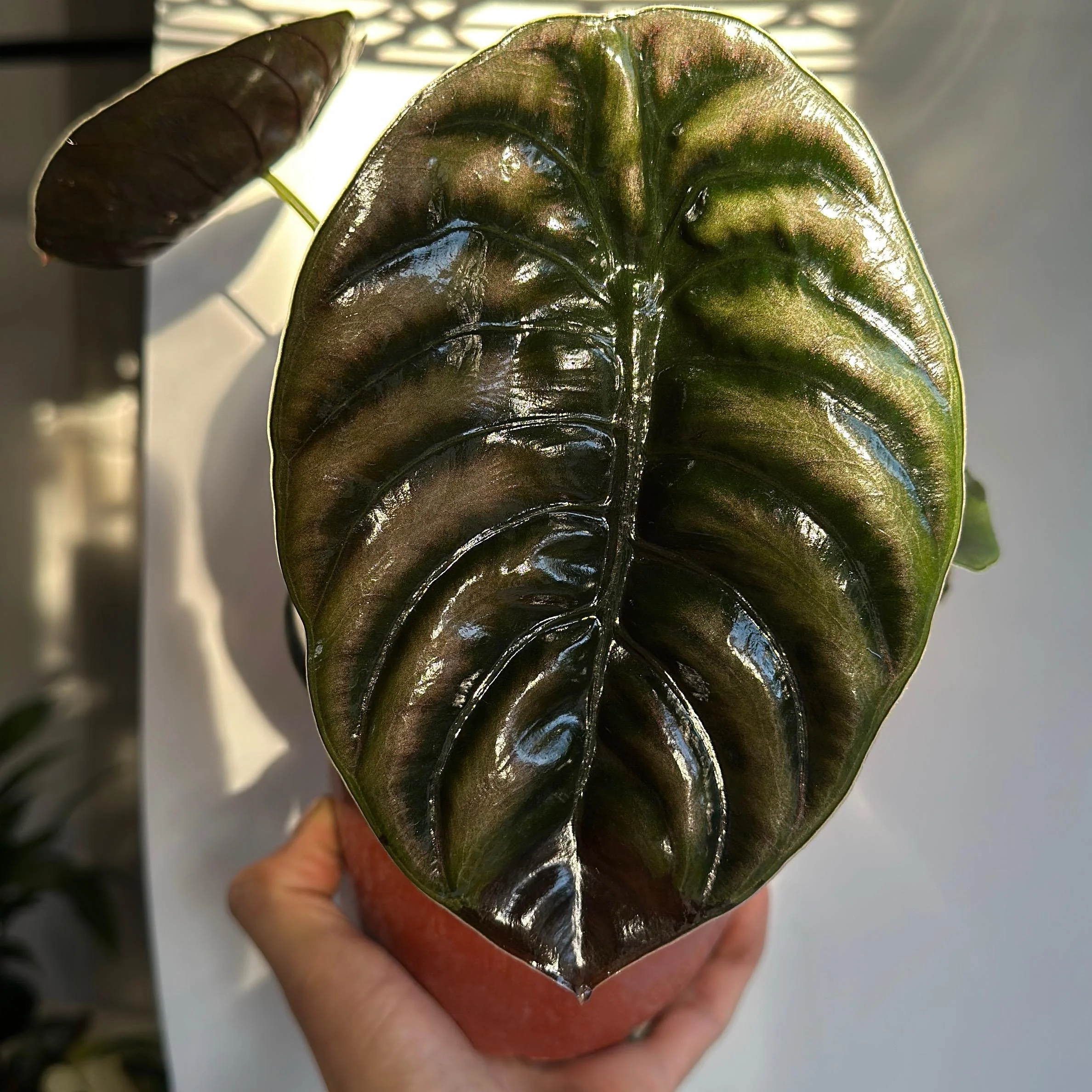 Alocasia Cuprea Red Secret - Image 4