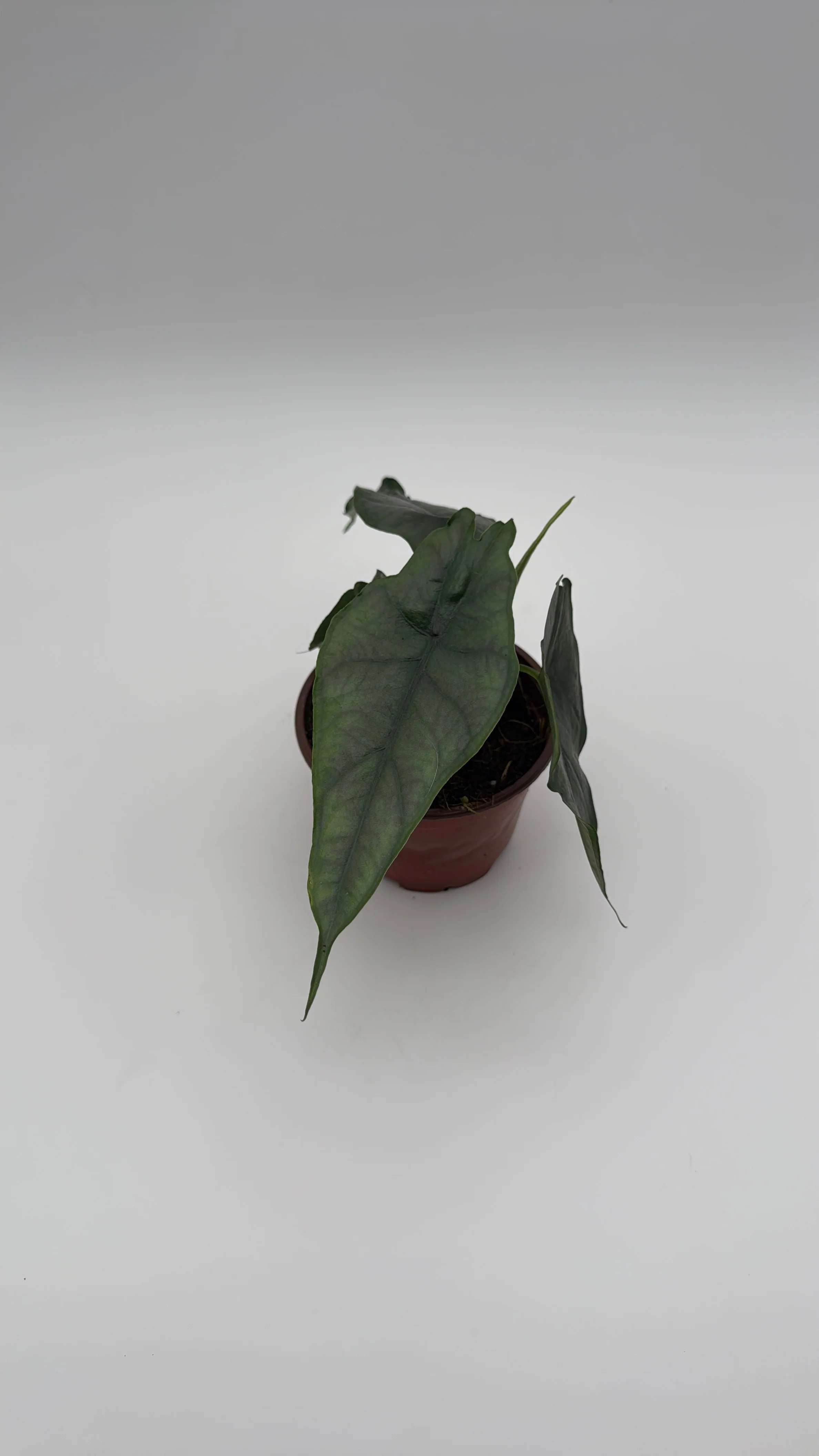 Alocasia Dragon's Breath