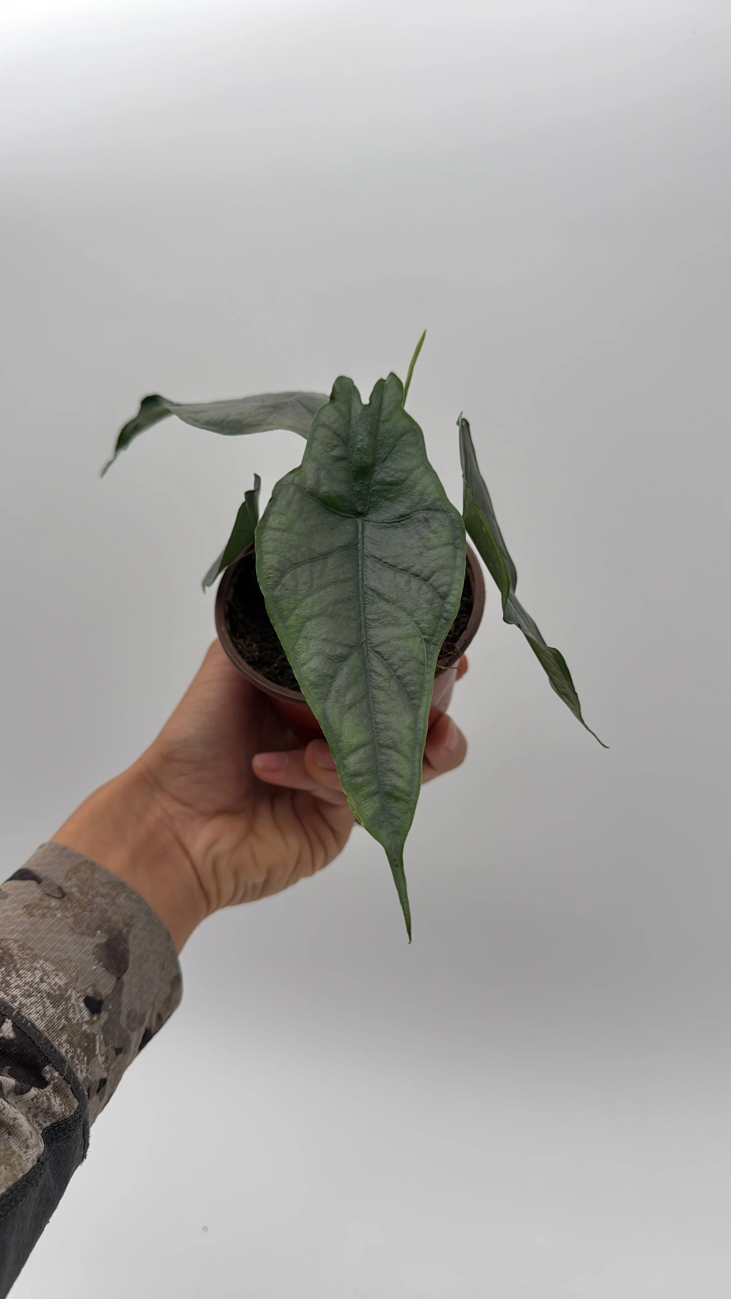 Alocasia Dragon's Breath - Image 2
