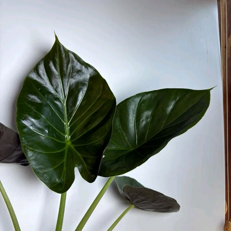 Alocasia Elephant Ear (Wentii) - Image 5