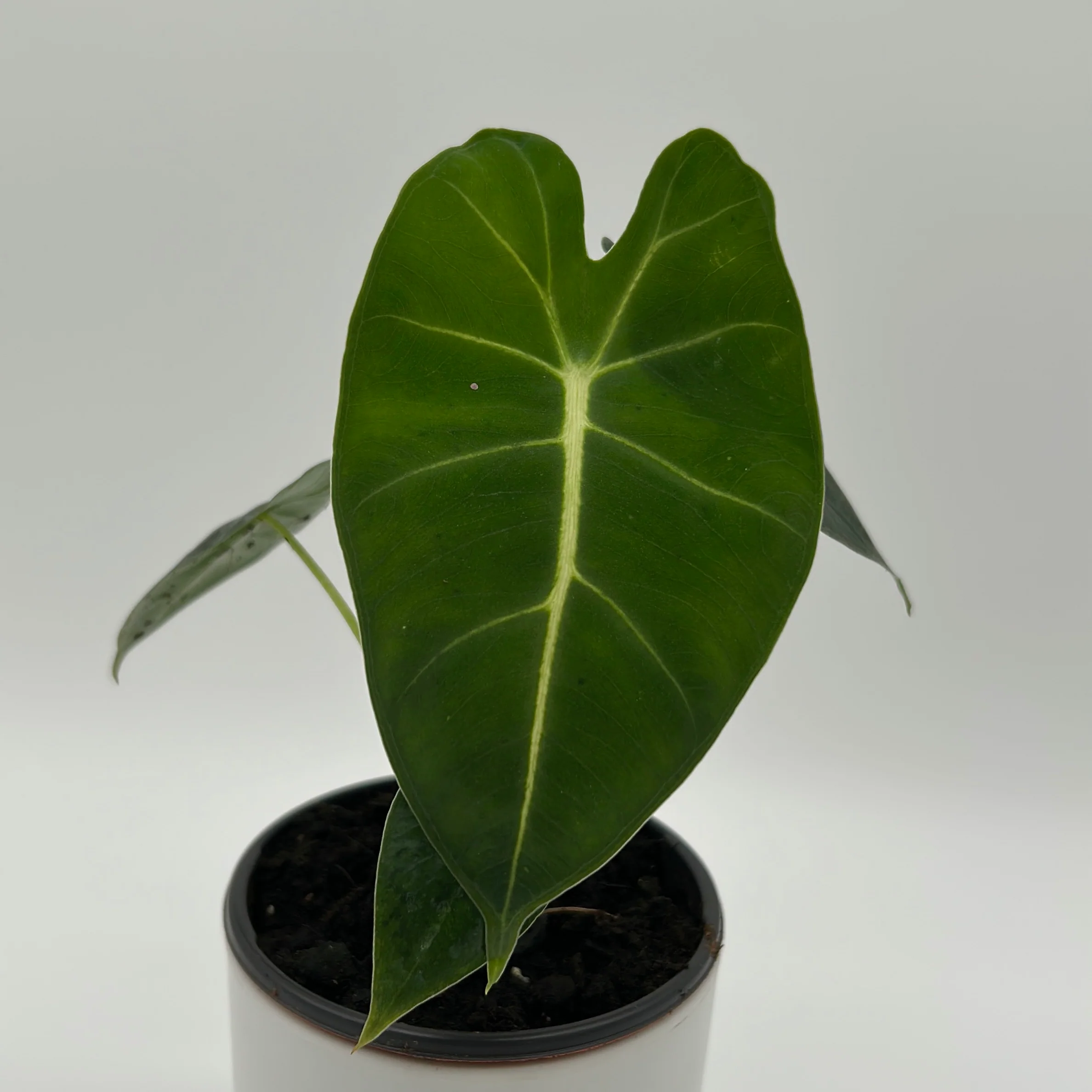 Alocasia Frydek - Image 3