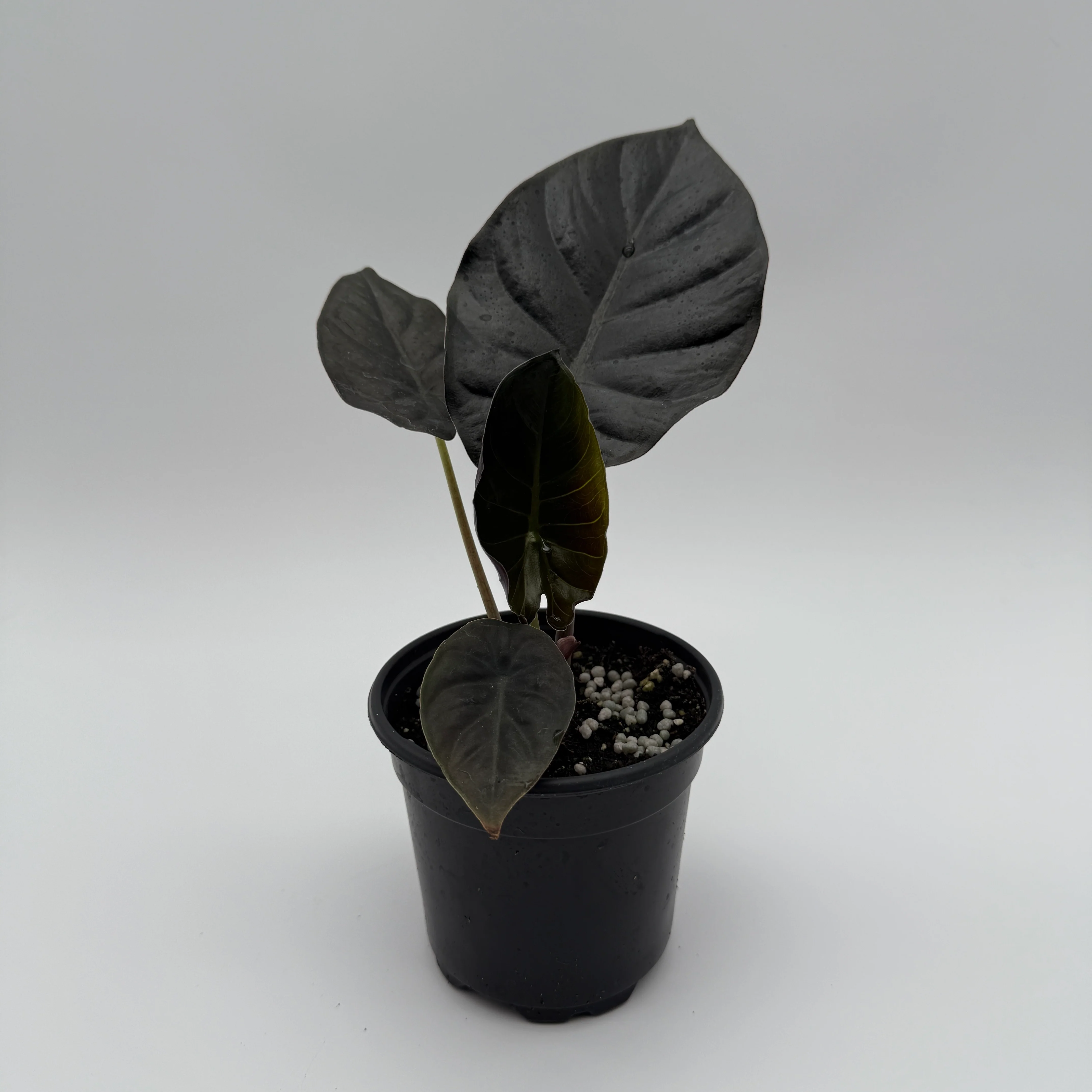 Alocasia Infernalis Kaput - Image 3