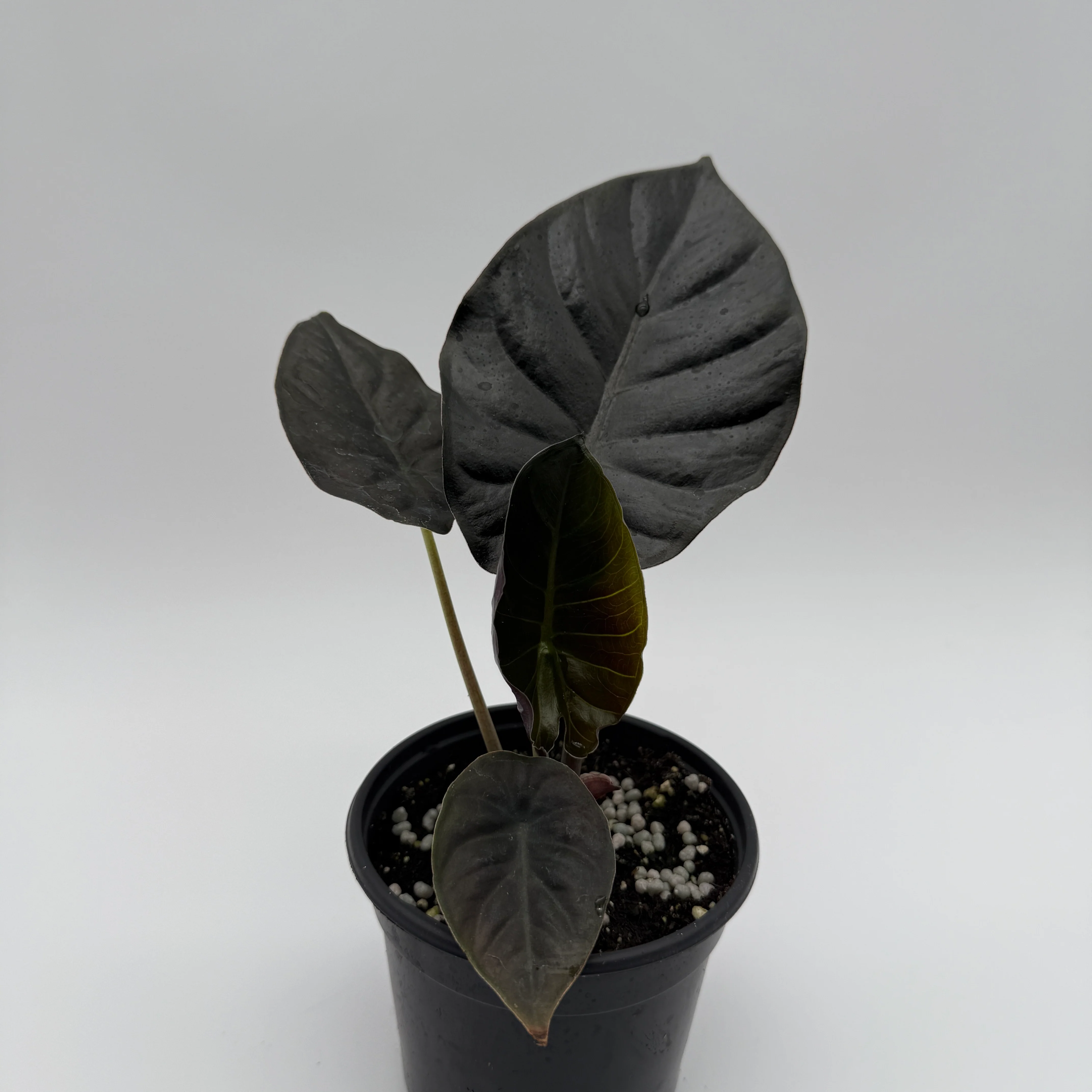 Alocasia Infernalis Kaput - Image 4