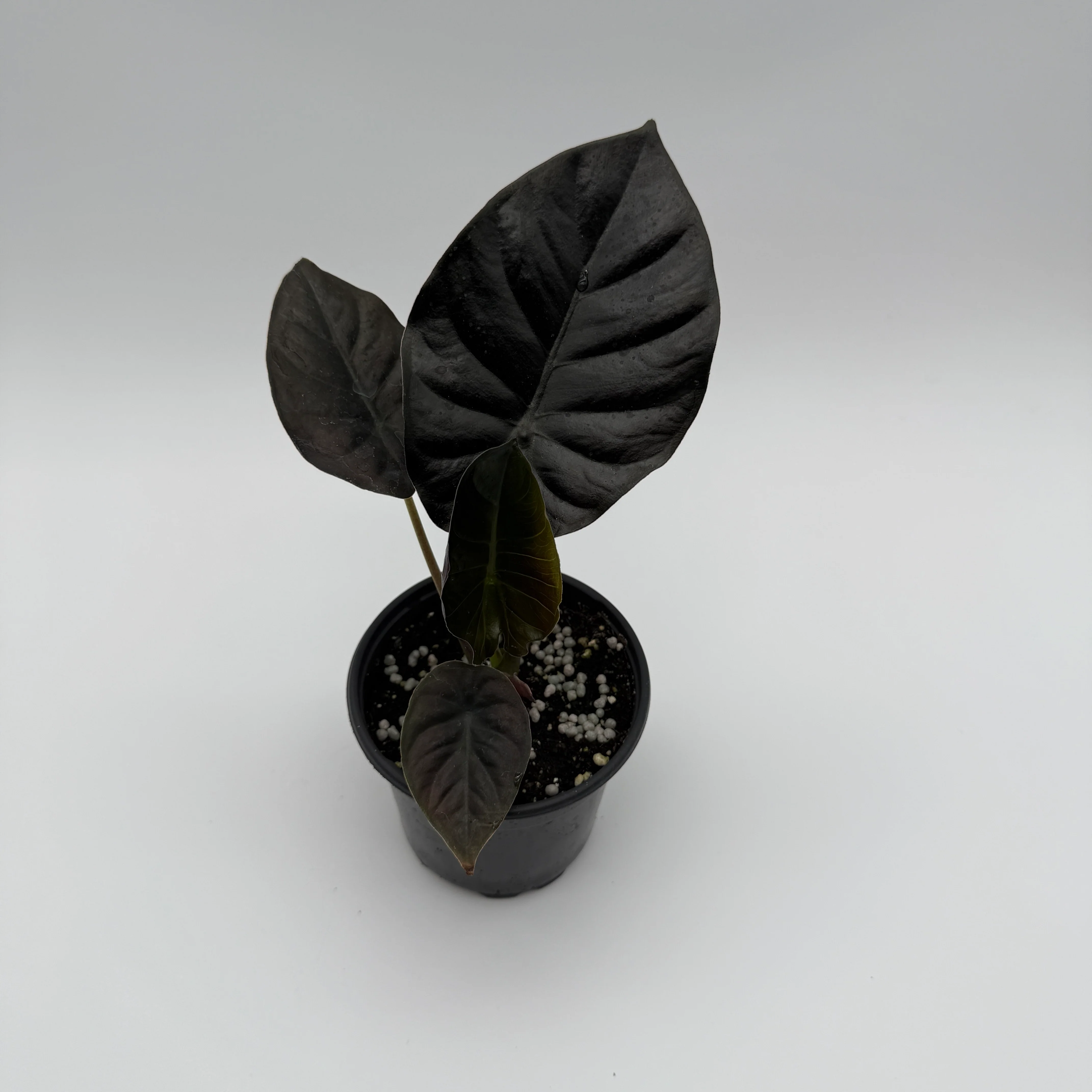 Alocasia Infernalis Kaput - Image 5