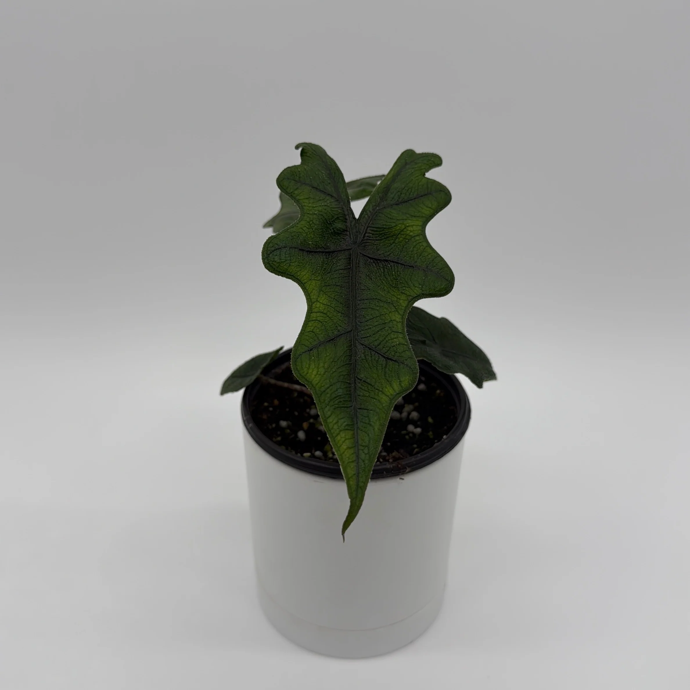 Alocasia Jacklyn - Image 2